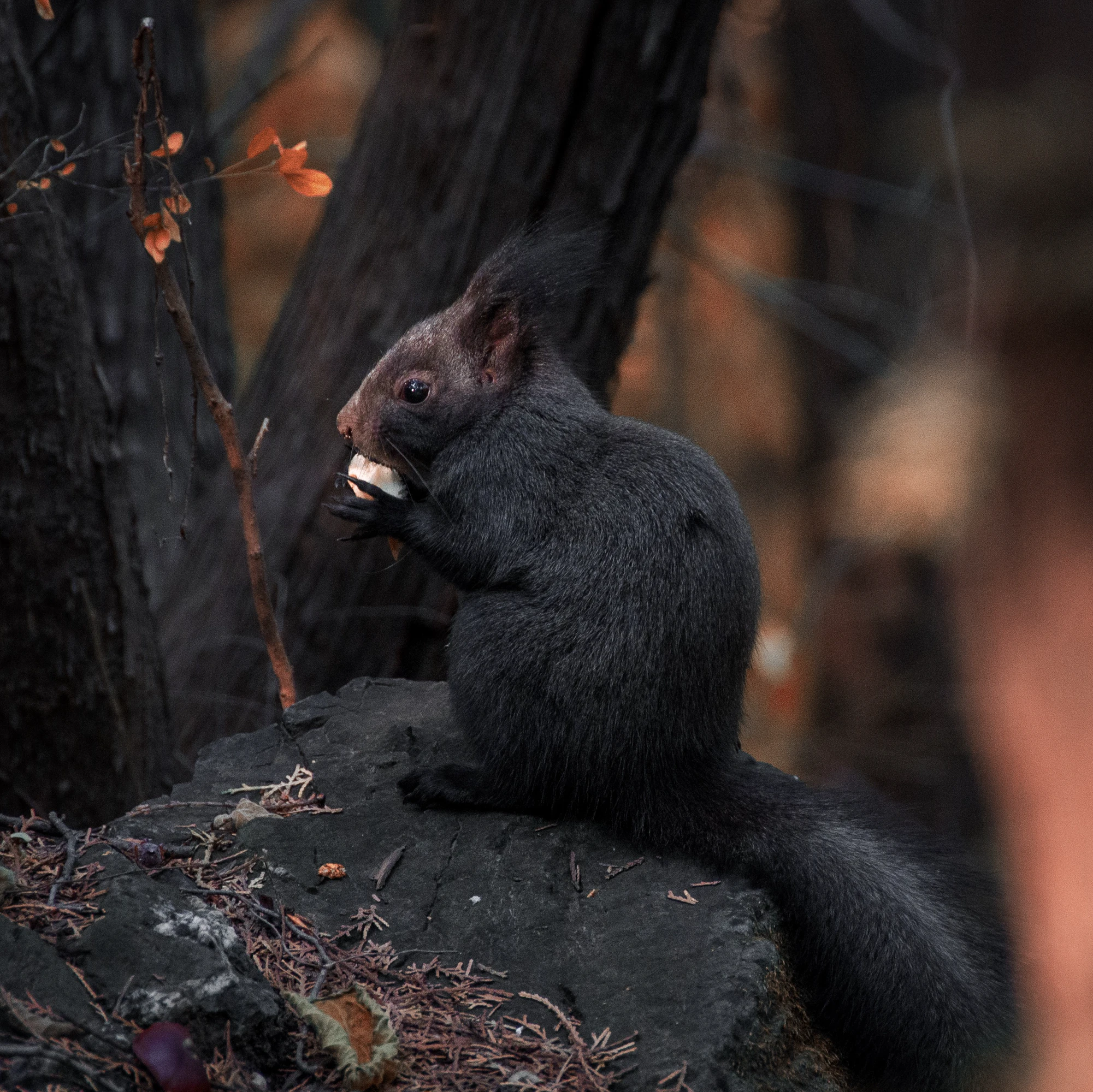 Just squirrels - Squirrel, The photo, Milota, The park, Nature, Wild animals, Longpost