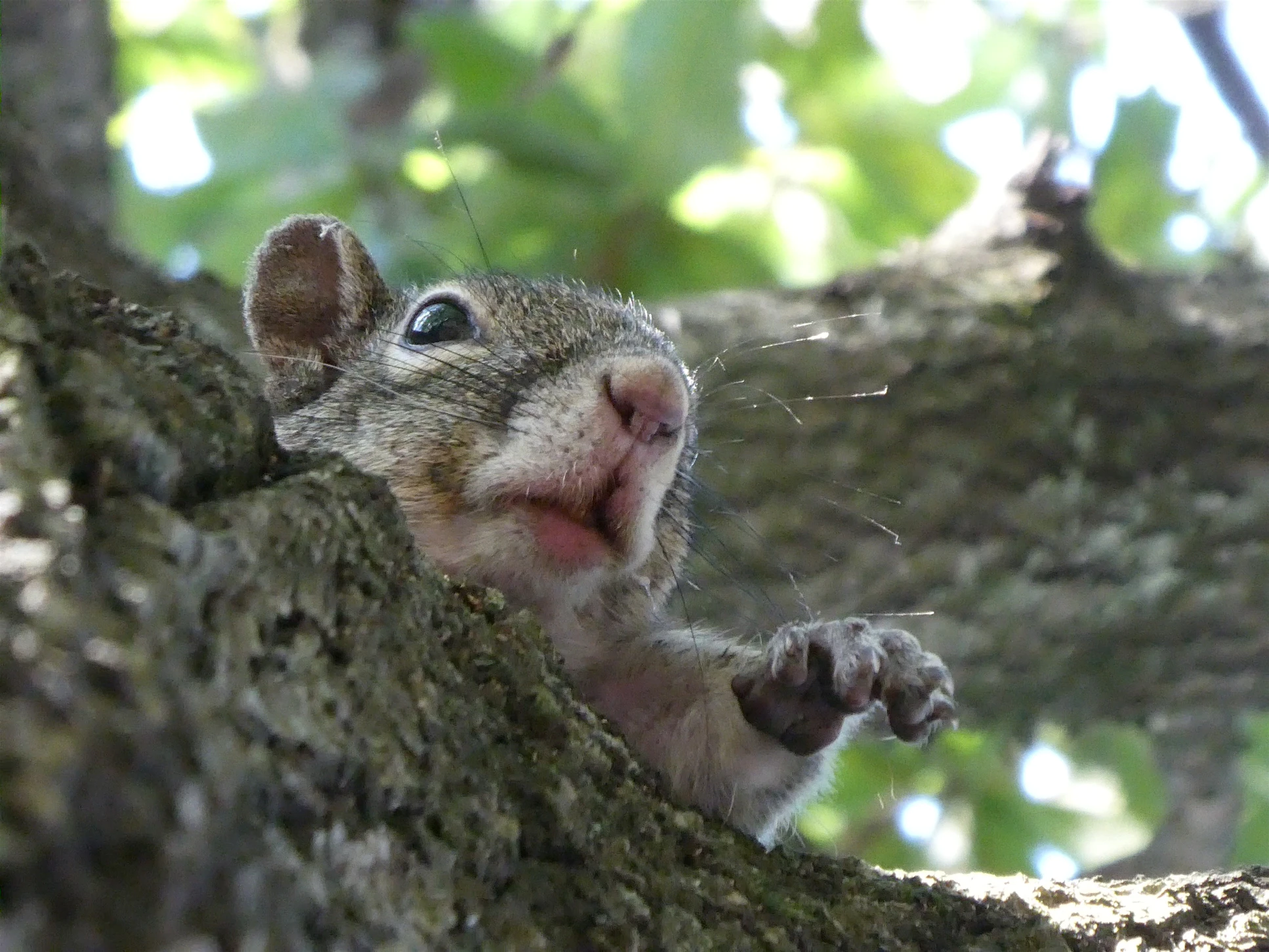 Just squirrels - Squirrel, The photo, Milota, The park, Nature, Wild animals, Longpost