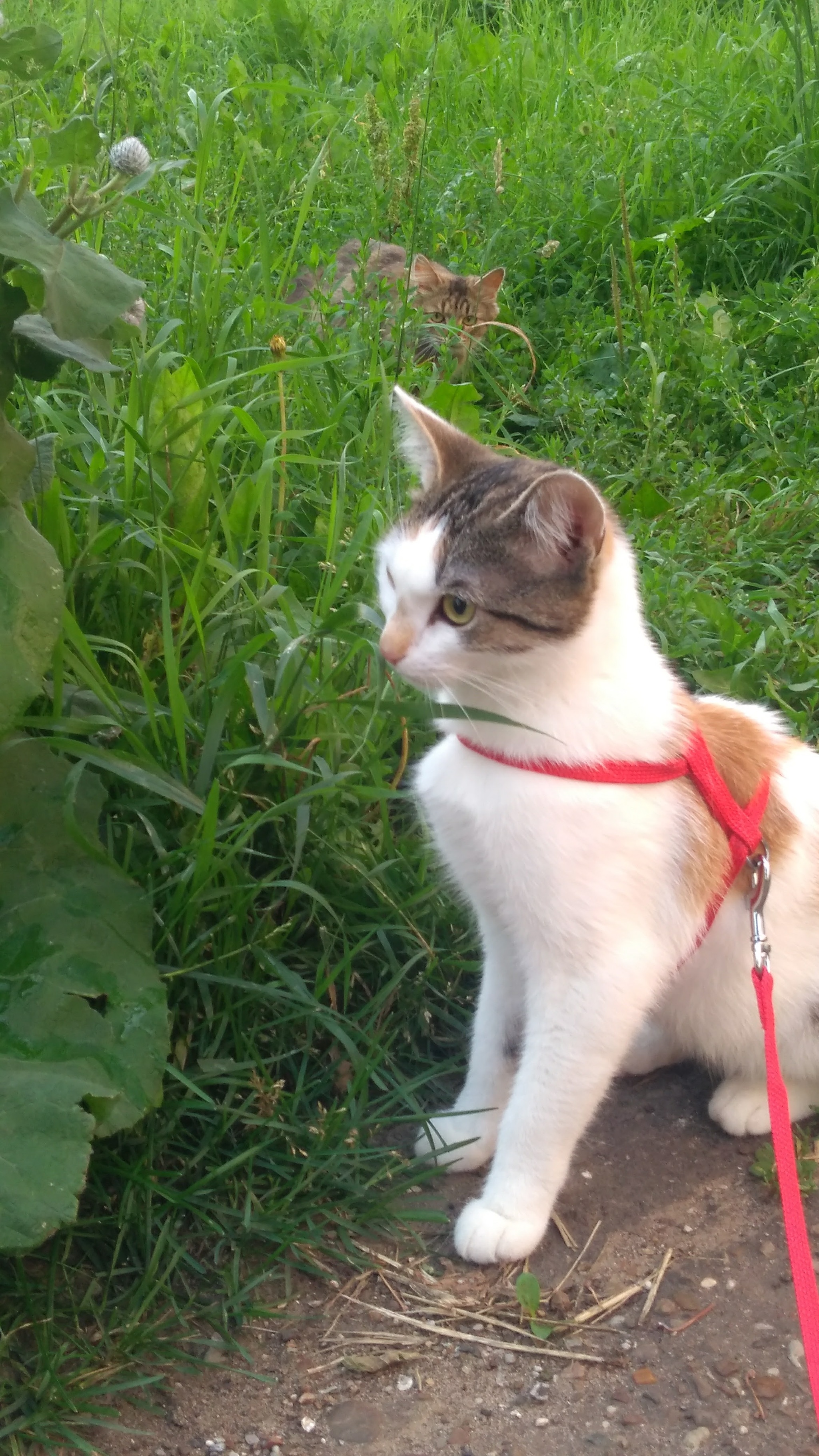 Accidentally entered someone else's territory - My, Tricolor cat, Walk, Surveillance, cat