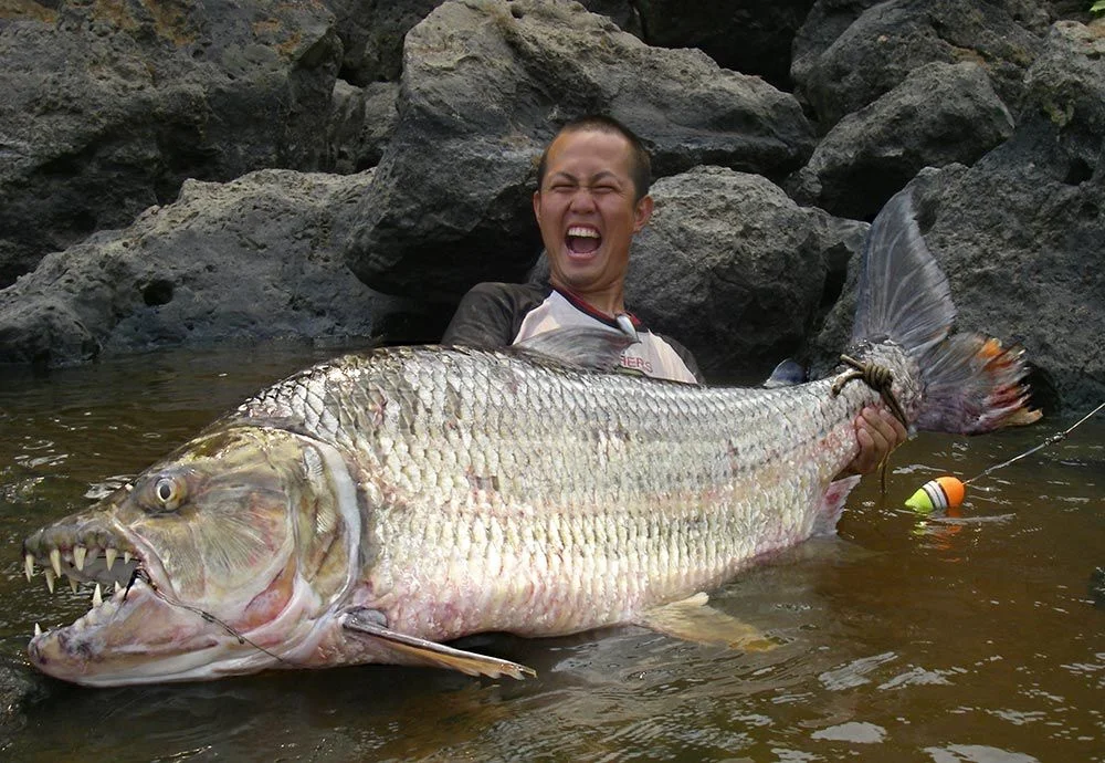 Tigerfish Goliath: African mega-piranha eating crocodiles - A fish, Africa, Longpost, Goliath, Congo, Video, Crocodiles