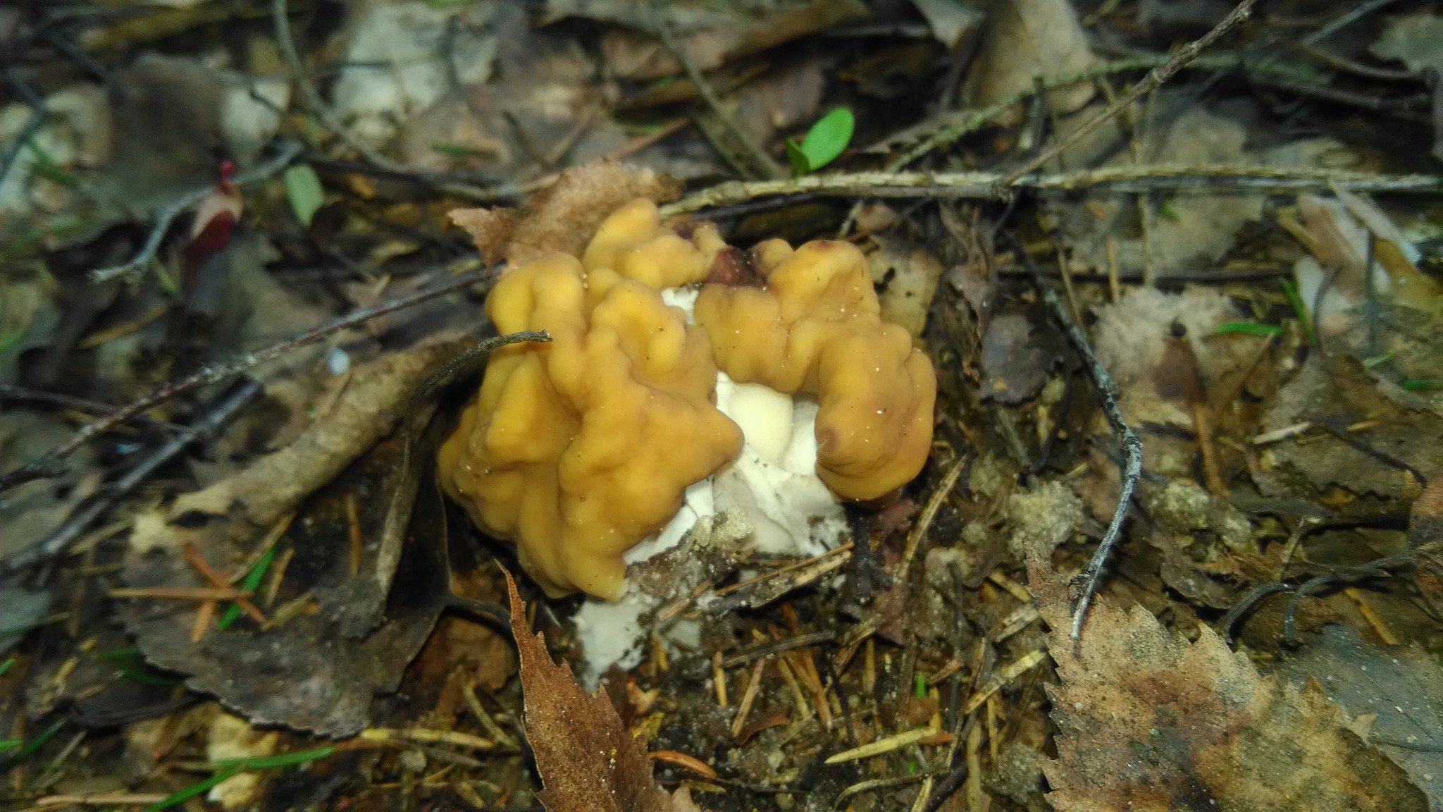 Spring mushrooms have appeared - My, Mushrooms, Spring