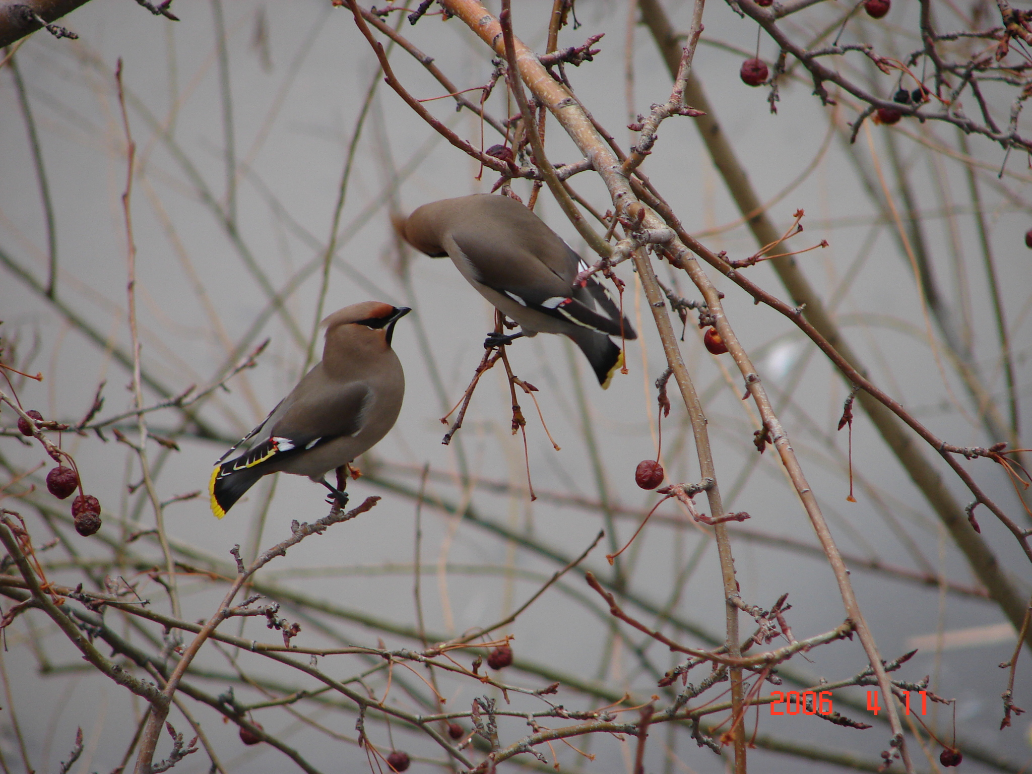 Spring mood - My, Spring, Awakening, Flight, Argument, Longpost