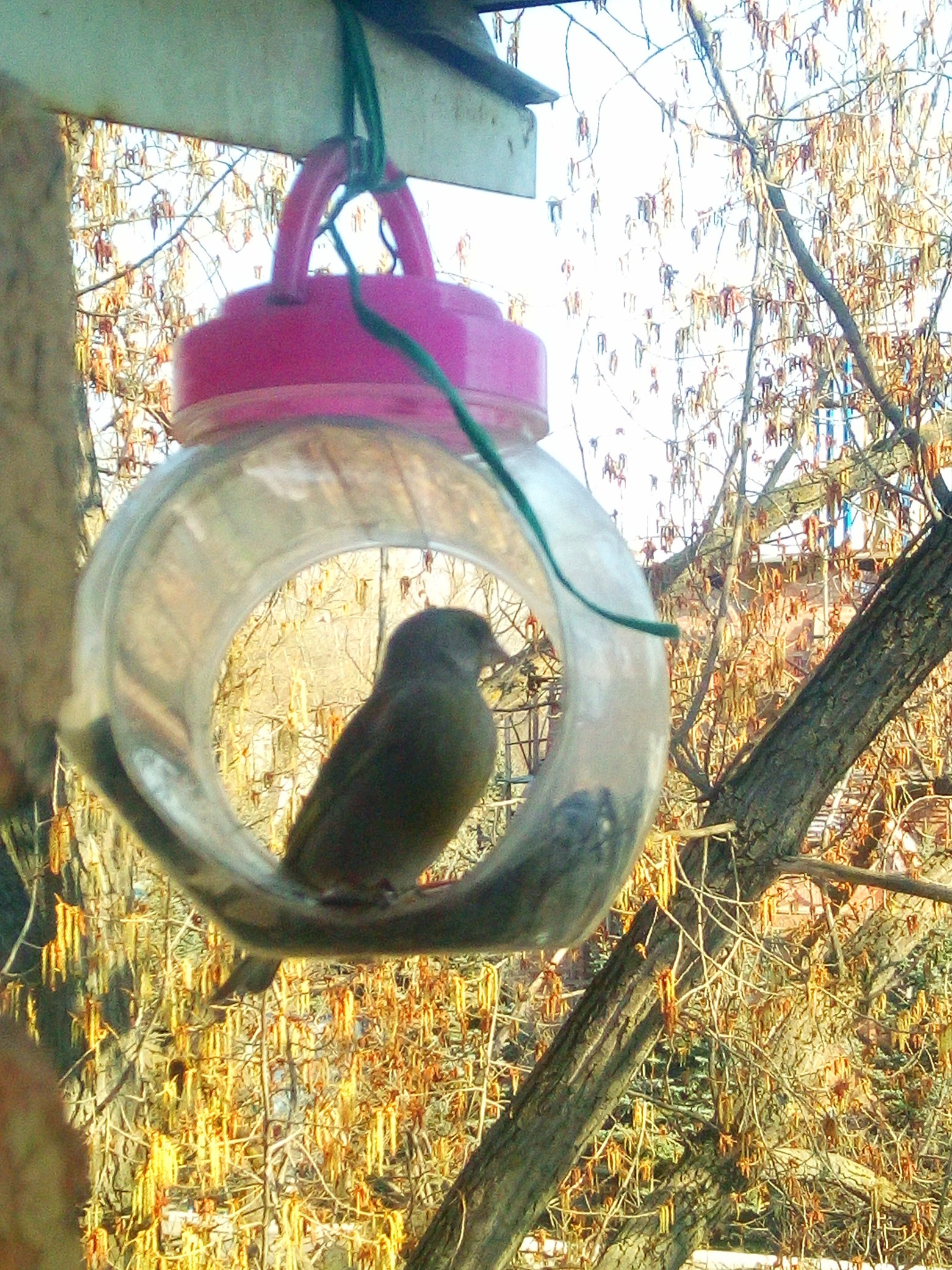 Help me identify the bird - My, Ornithology, Birds