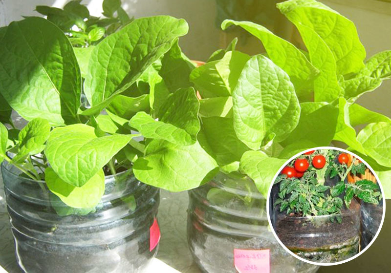 Vegetable garden on the windowsill - My, Vegetable garden on the windowsill, Garden, Longpost