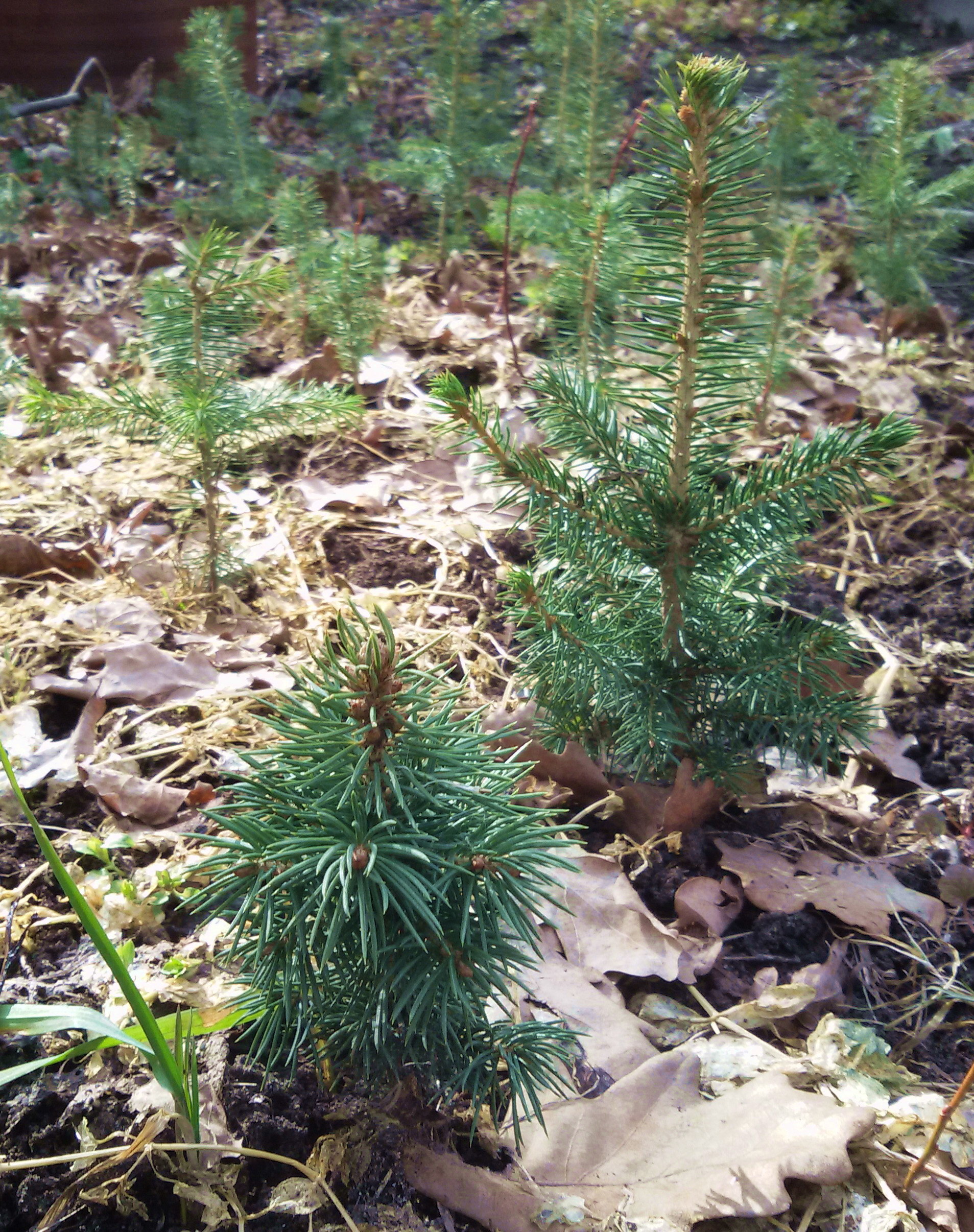 Coniferous greens-2020. Early spring - My, Spring, Conifers, Seedling, Cedar, Pine, Subjectivity, Longpost