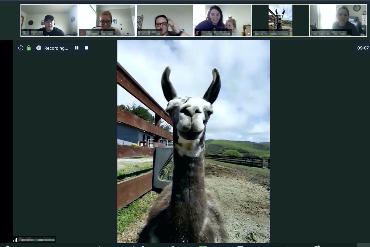 Remote llama - Llama, Remote work, ZOOM Cloud Meetings