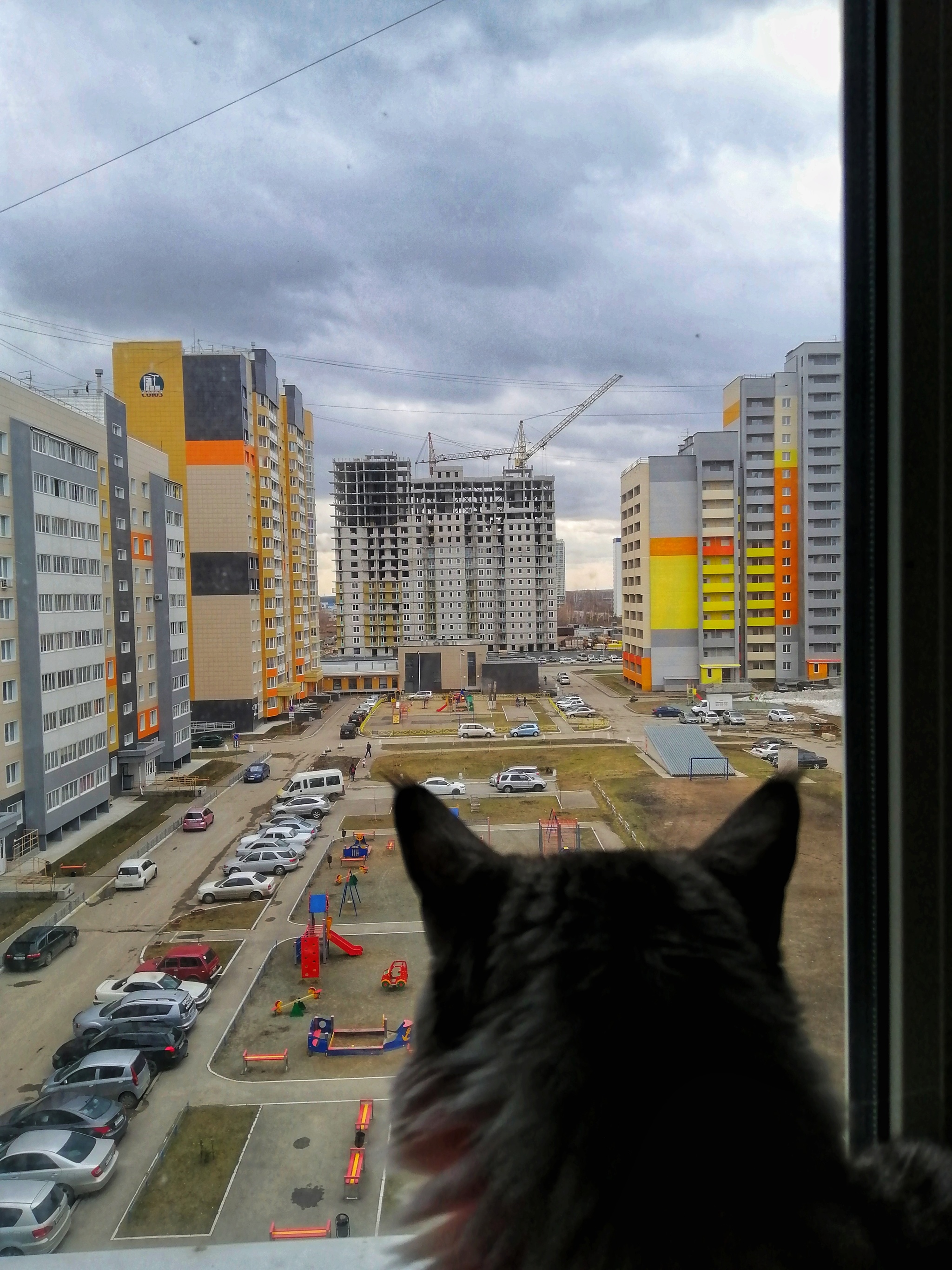 Spring morning - cat, Spring, Barnaul