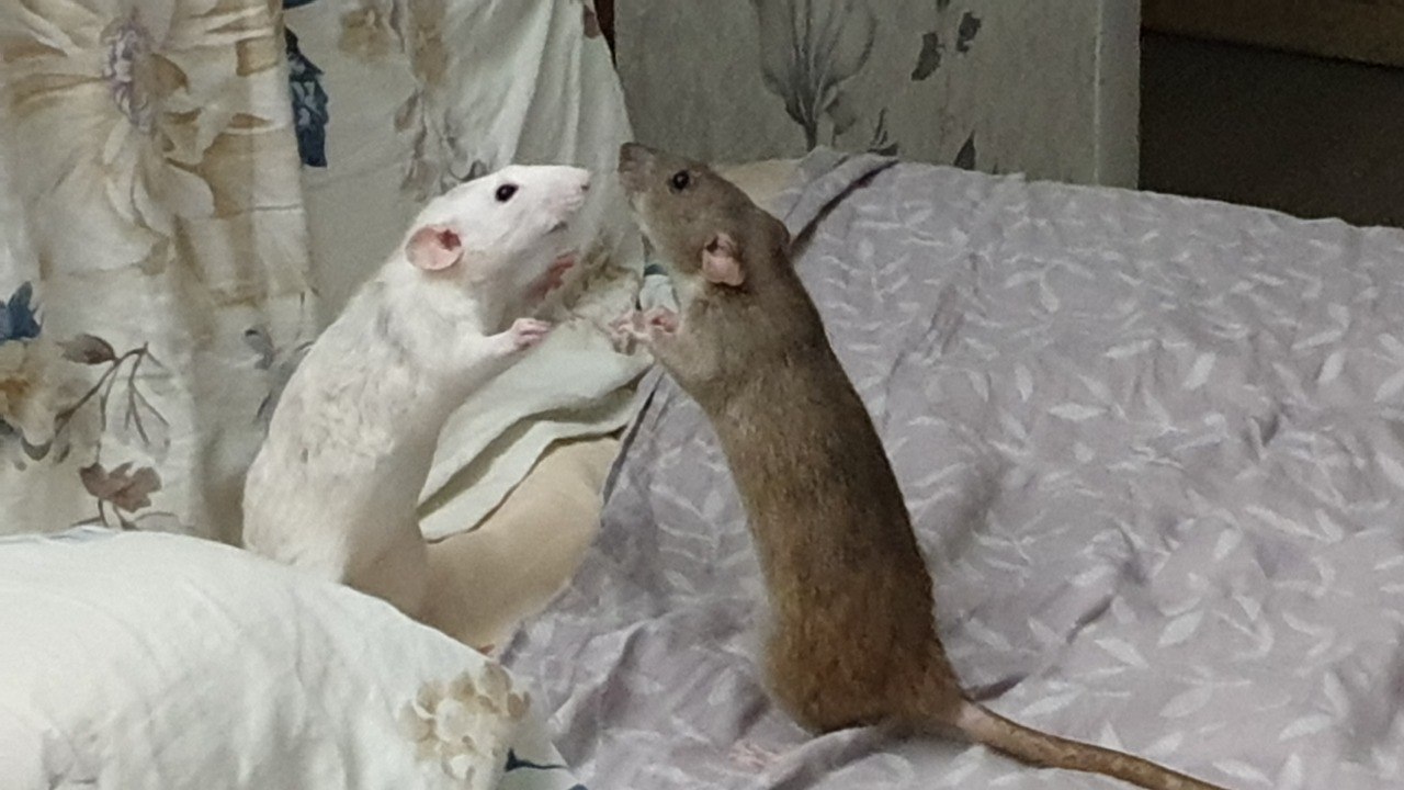 Sorry I'm not talking about Covid-19 - My, Rat, Decorative rats, Rat Chronicles