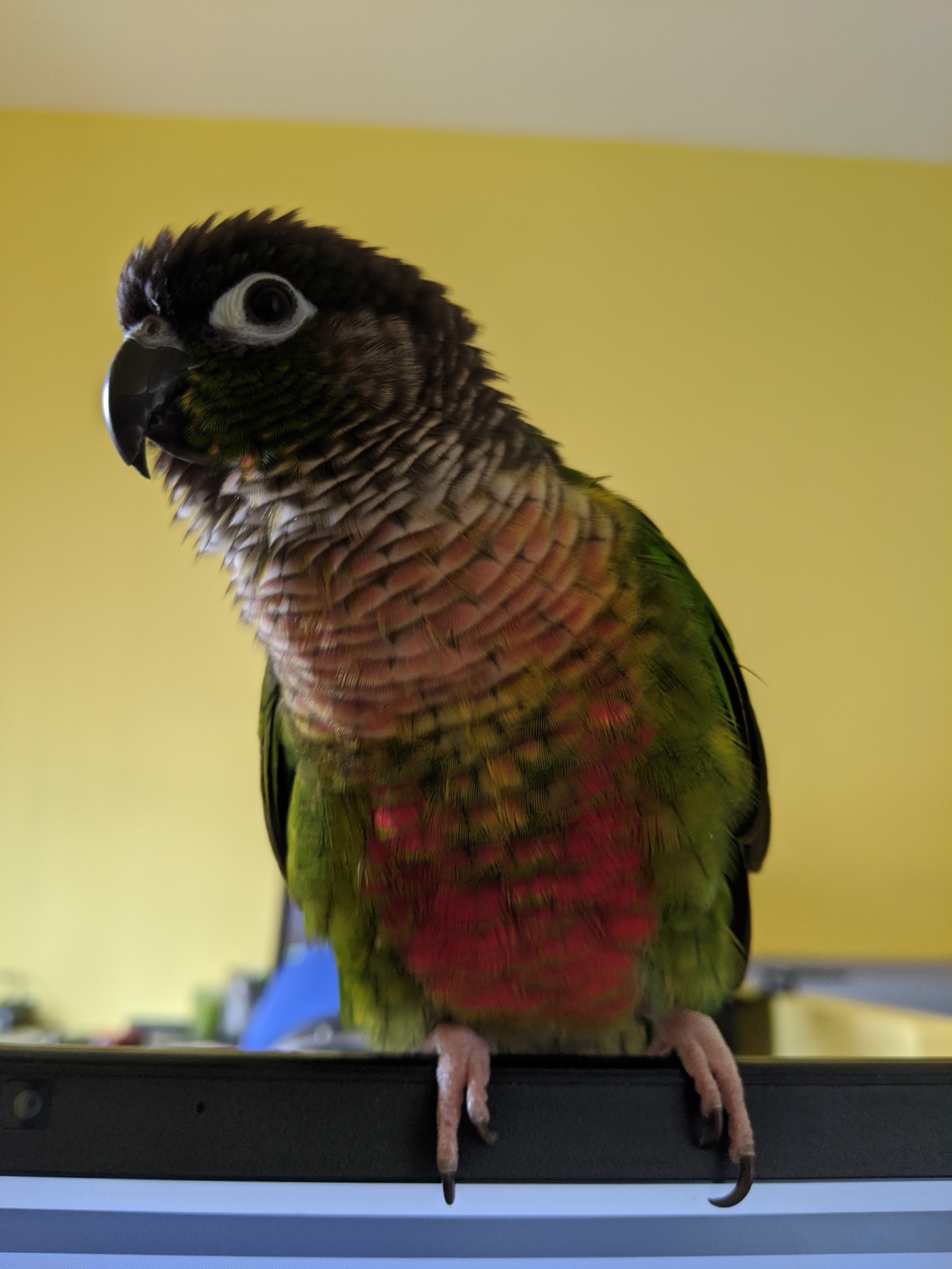 The positive side of quarantine - My, A parrot, Pyrrura, Birds, Pets, Longpost