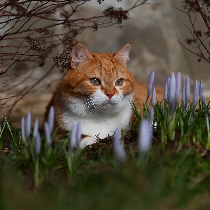 Red on Fridays! - My, cat, The photo, Longpost, Video