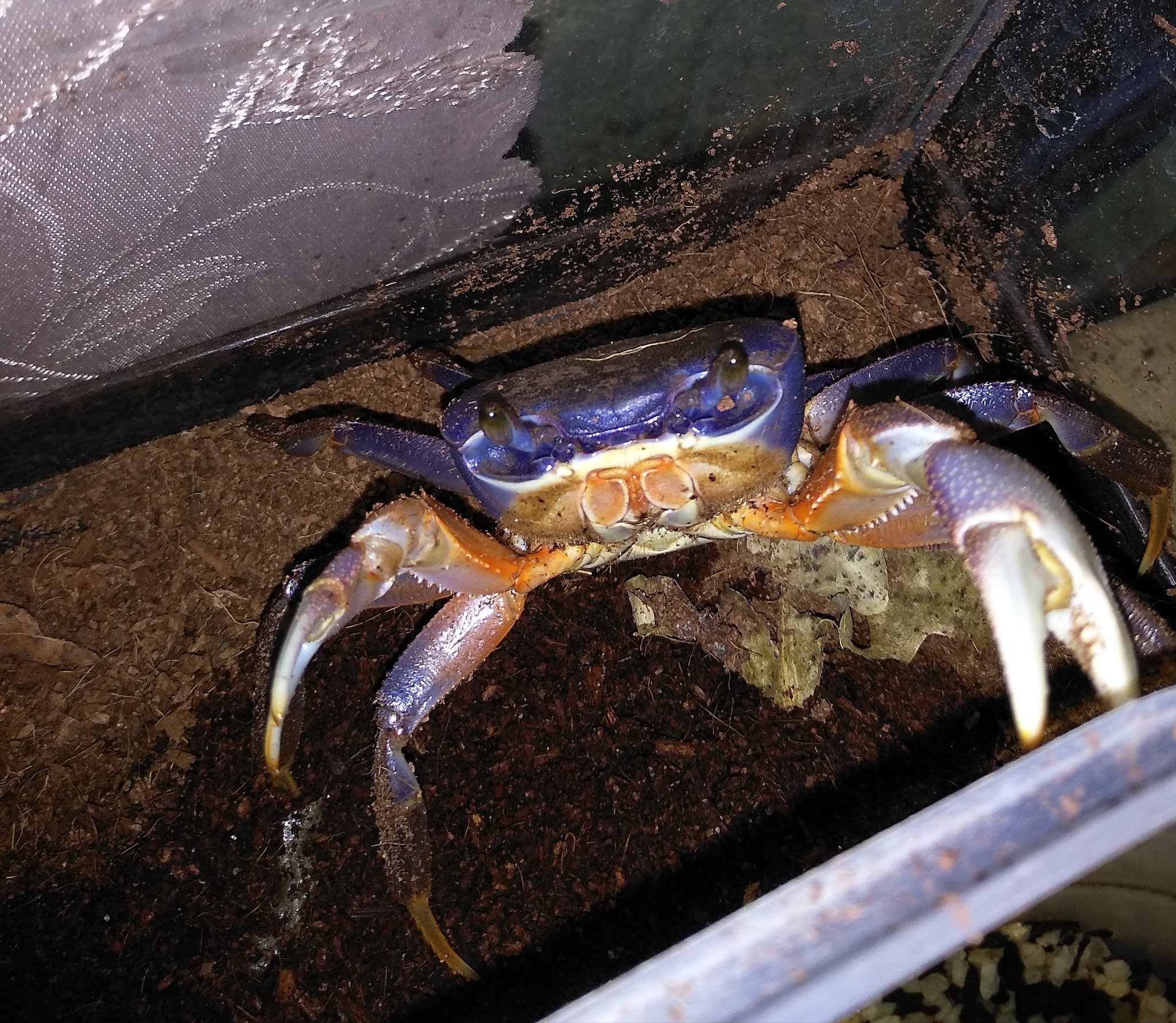 Rainbow crab - Boniface - My, Crab, Milota