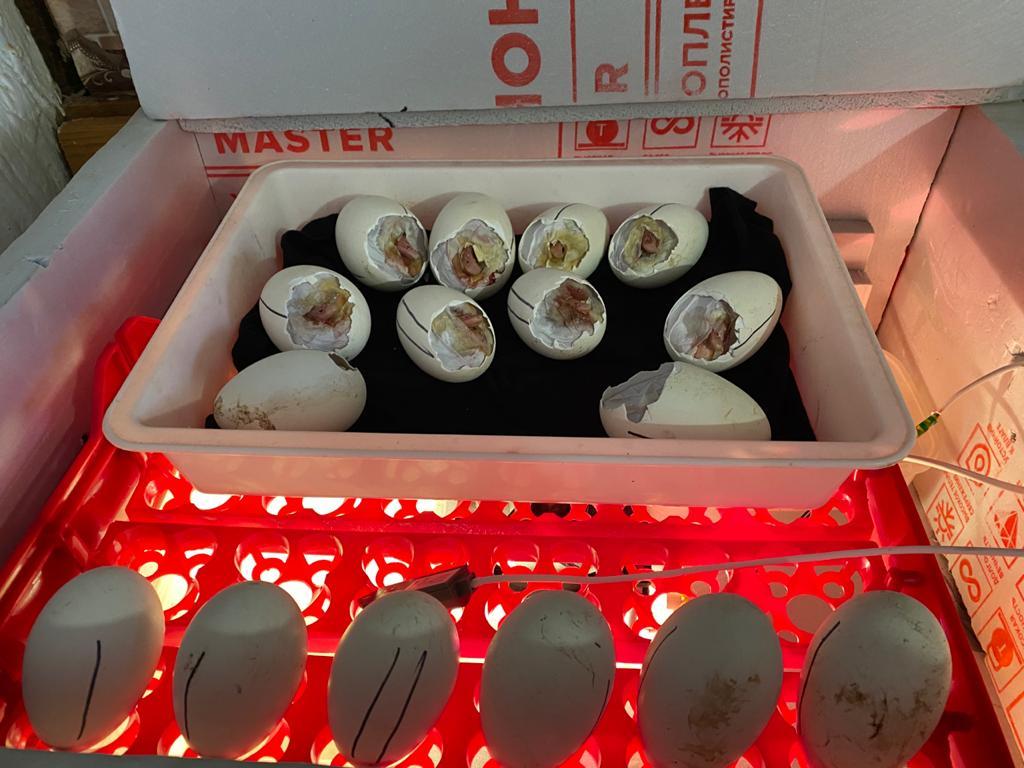 Hatching goslings in a homemade incubator - My, Eggs, Гусь, Incubator, Longpost