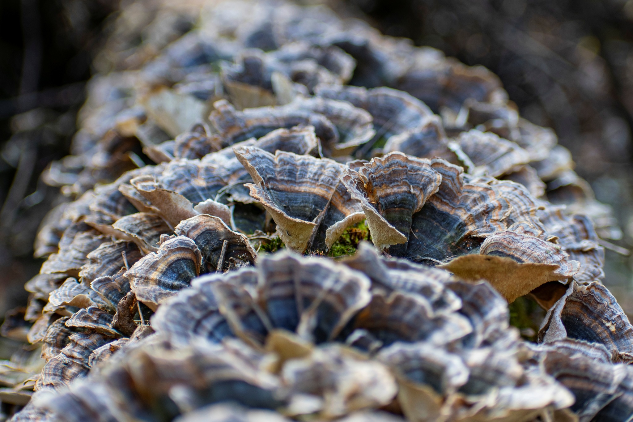 Flora of other planets - My, Biology, Botany, Plants, The photo, Longpost