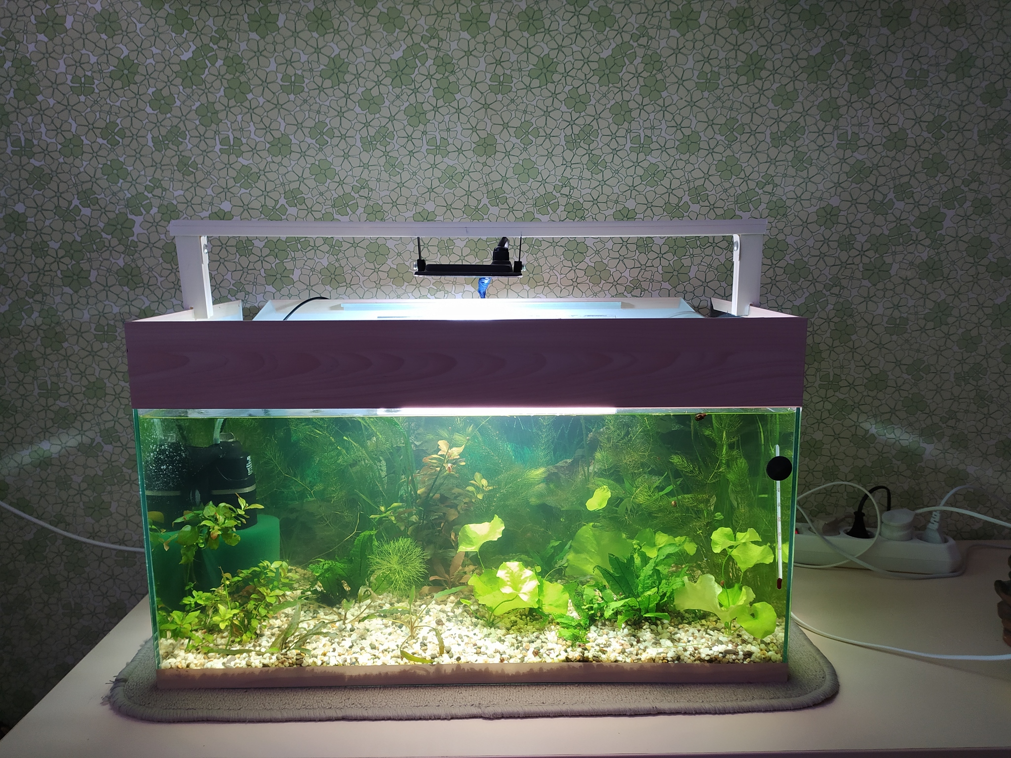 Budget lighting in 20 minutes - Aquarium, Aquarium plants, Aquarium fish, Longpost