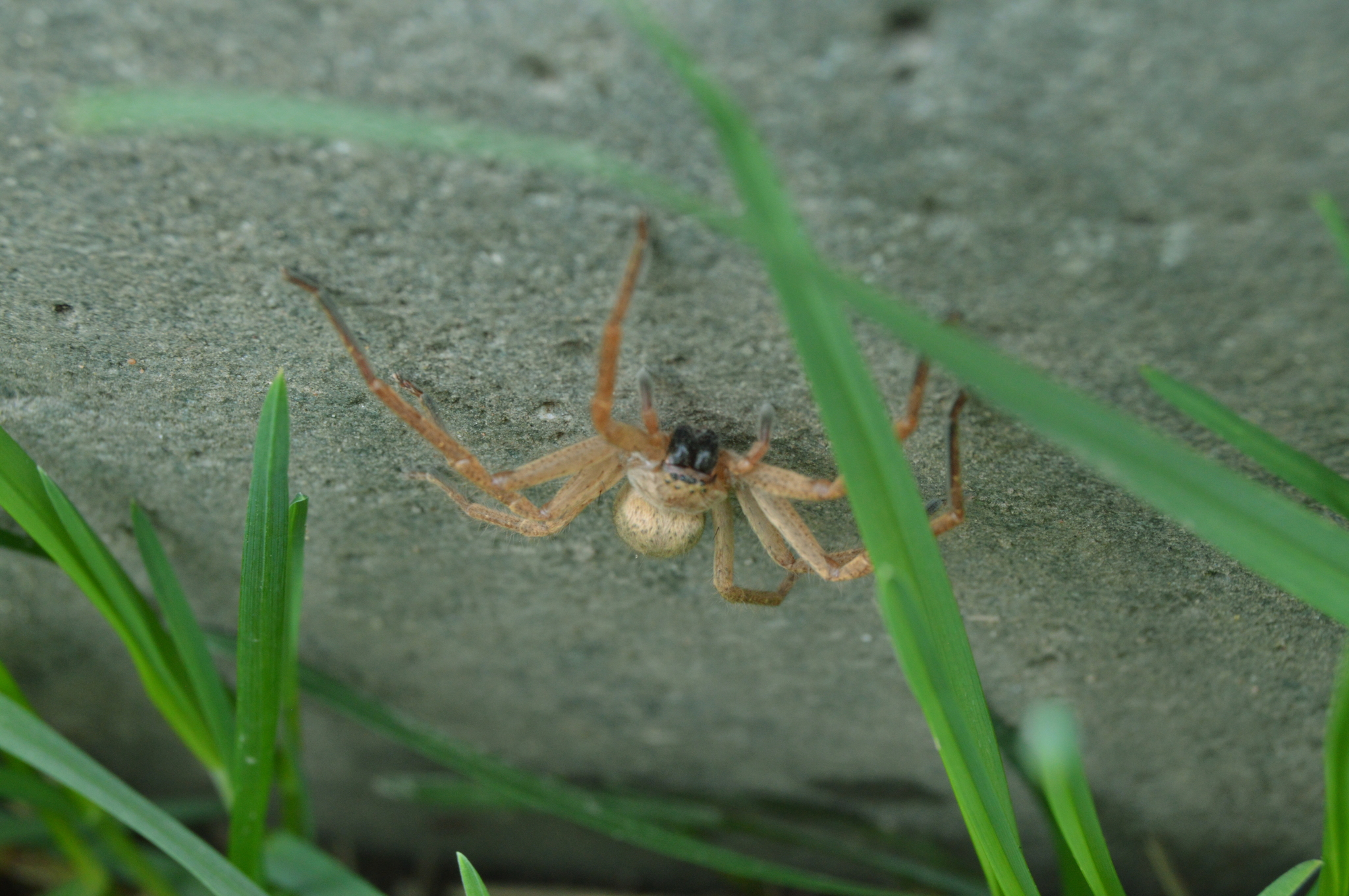 Since I'm in quarantine, I'm sharing photos from the backyard - My, The photo, Spring, Backyard, Новичок, Longpost