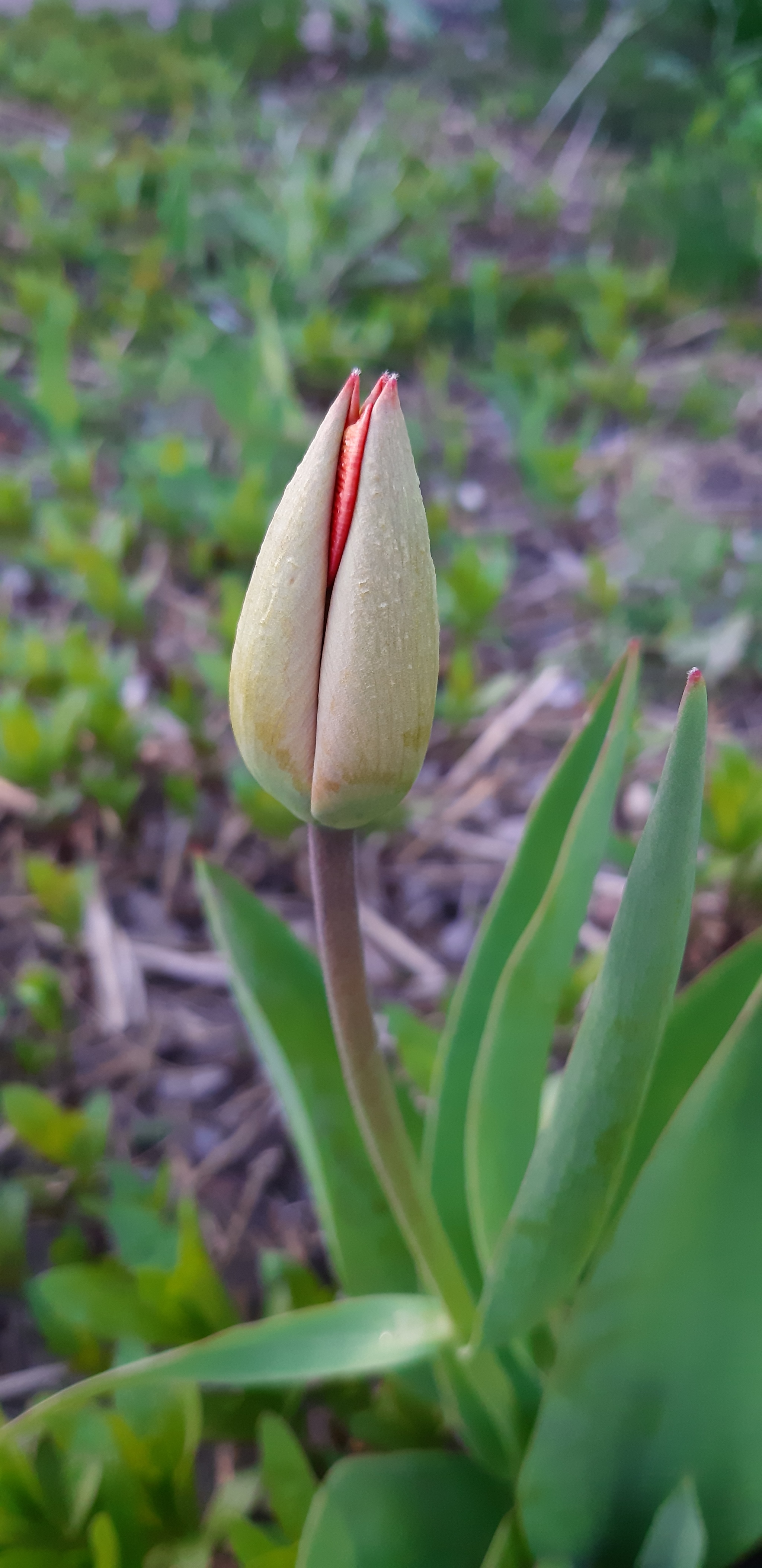 Little things, but nice to watch... - My, Nature, Walk, Spring, Plants, Mobile photography, Longpost