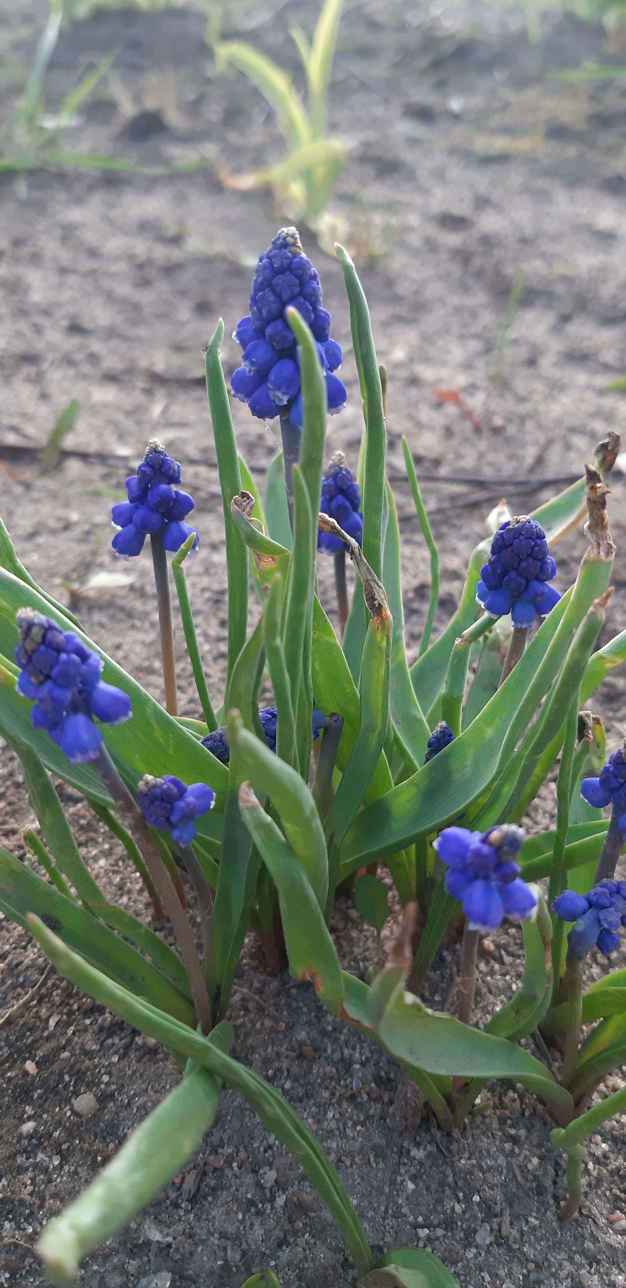 Little things, but nice to watch... - My, Nature, Walk, Spring, Plants, Mobile photography, Longpost