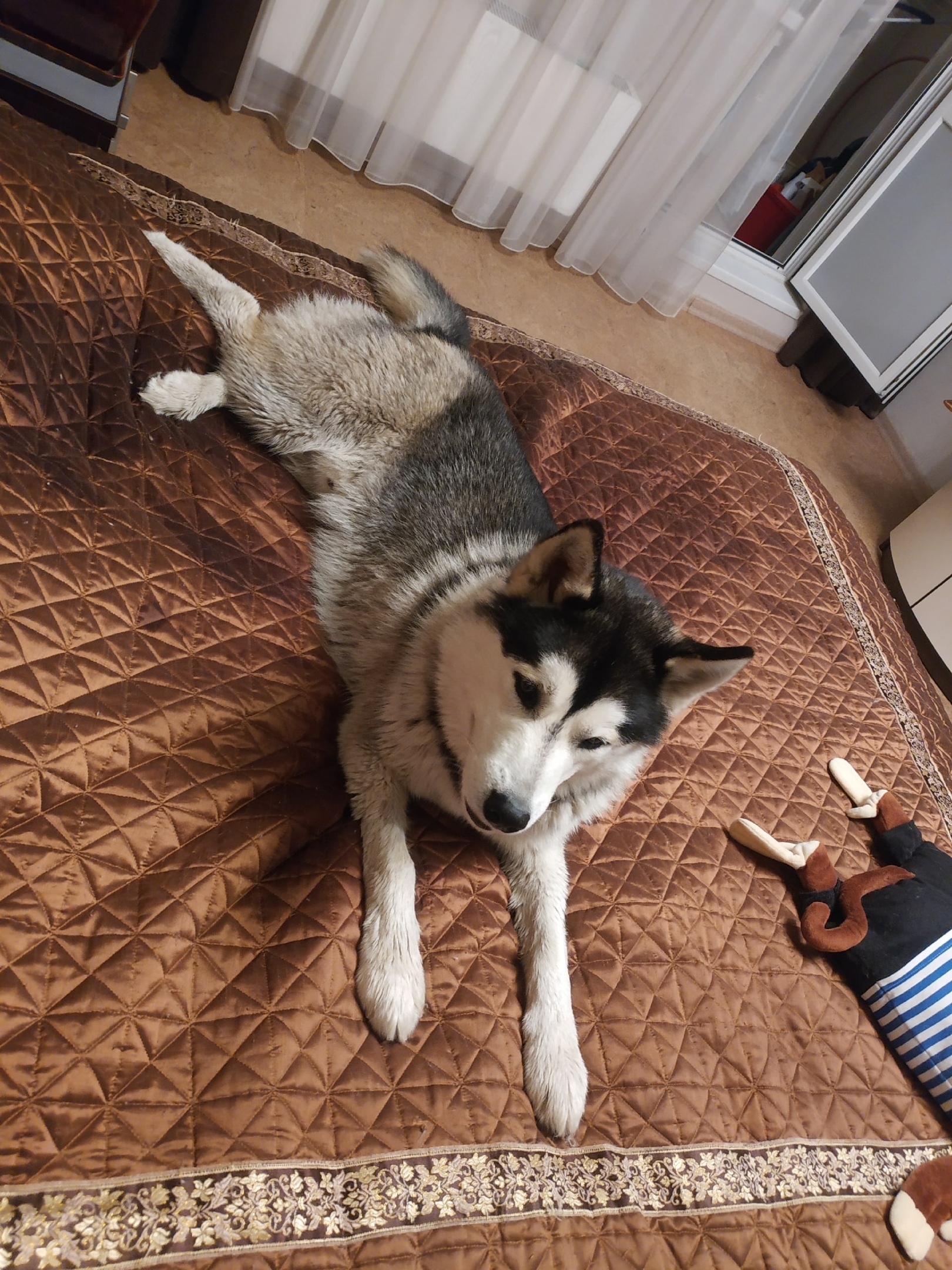 A dog was found - My, The dog is missing, Found a dog, Alaskan Malamute, Husky, Odintsovo, Longpost, No rating