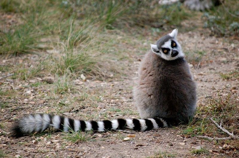 We're all a little bit of a ring-tailed lemur. - Science and life, Feline lemur, Want to know everything