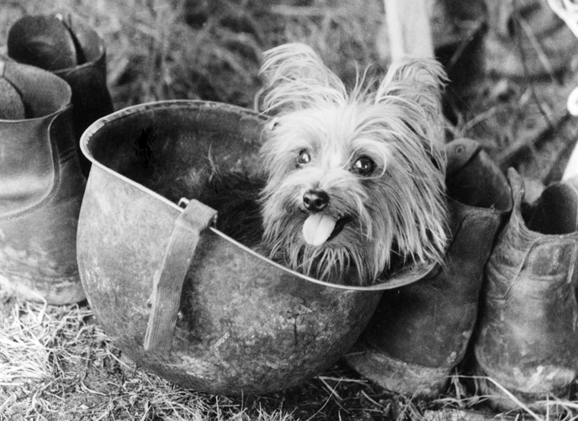 Veteran dog - Dog, Canistherapy, Veterans, The Second World War, Yorkshire Terrier