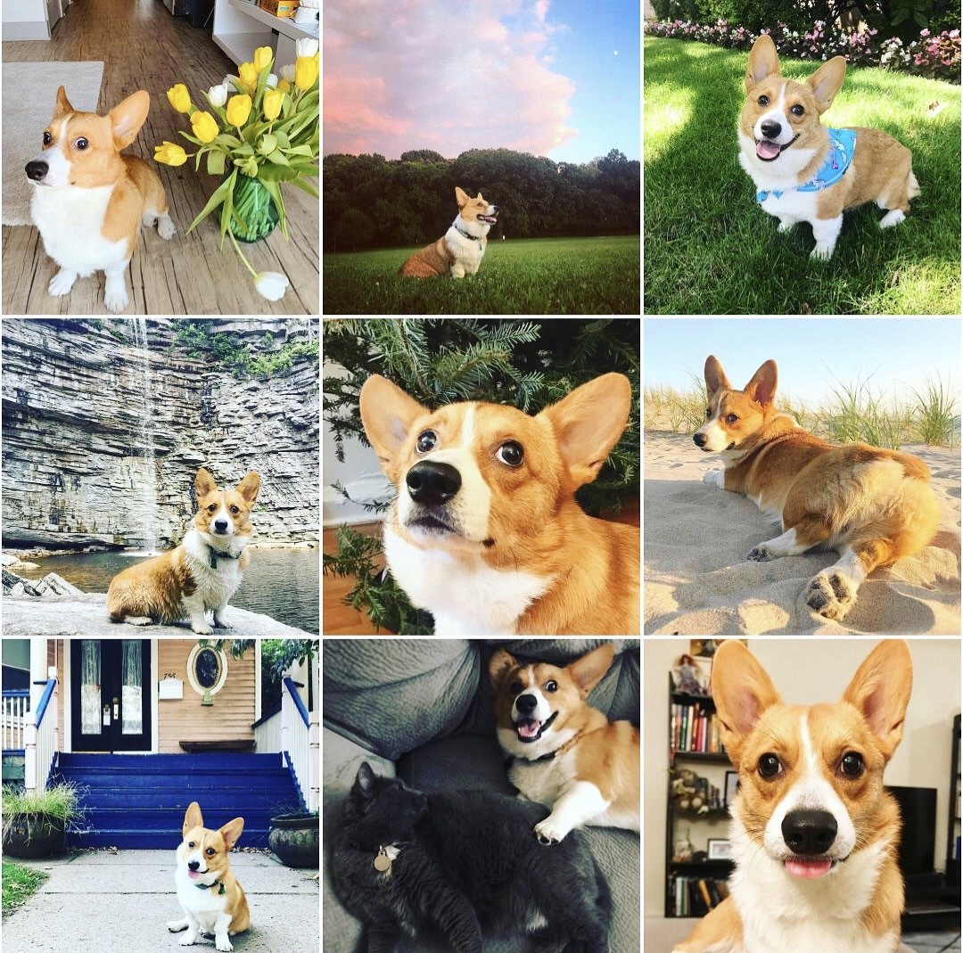 Corgi named Olive - My, Corgi, Dog, Longpost