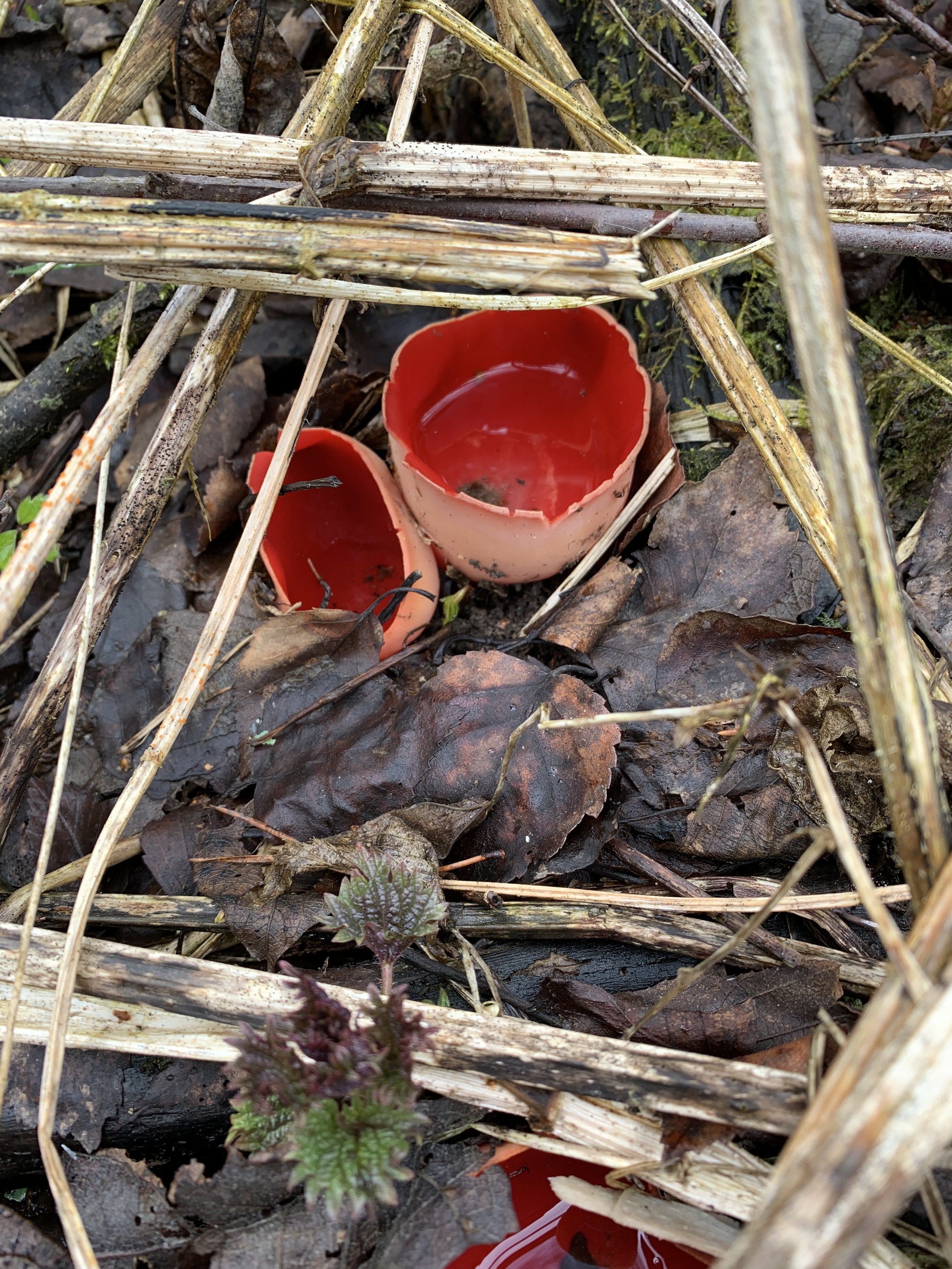 First spring mushrooms - My, Mushrooms, Nature