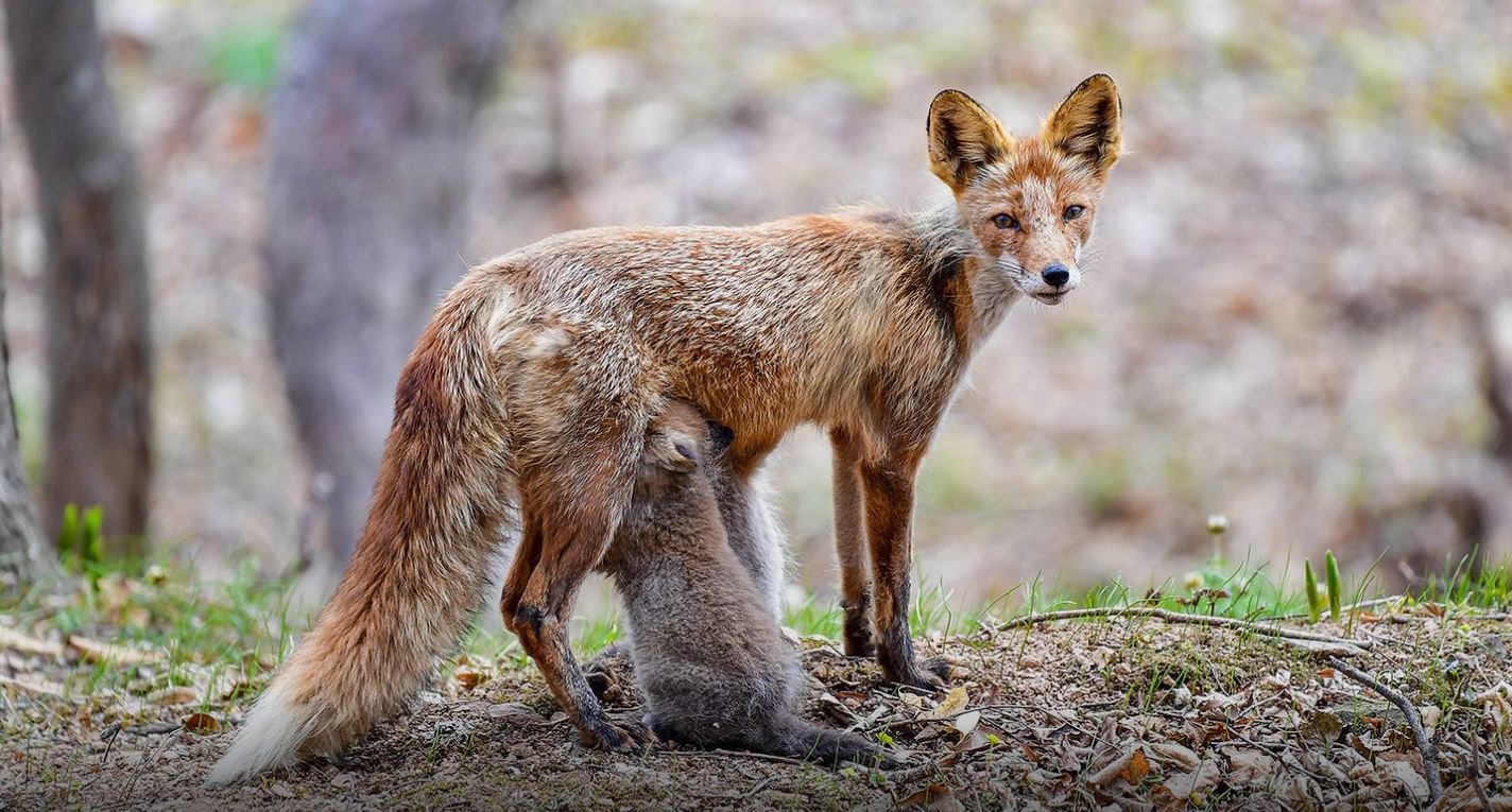 Foxes of Russky Island - Vladivostok, Russian island, Дальний Восток, Nature, Fox, Russia, Dv land, Longpost, Animals