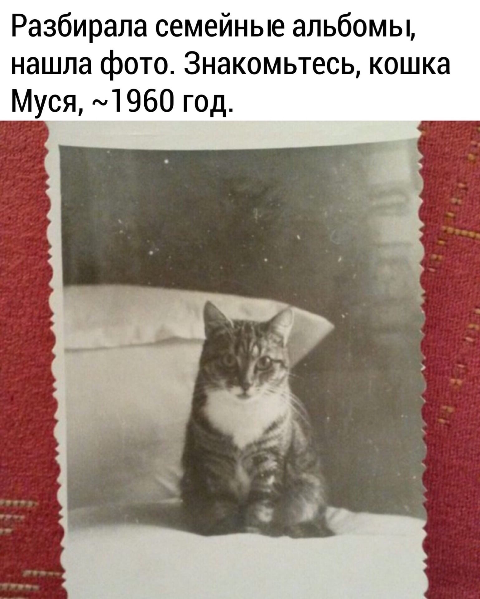 Кошка Муcя - Кот, Домашние животные, Фотография