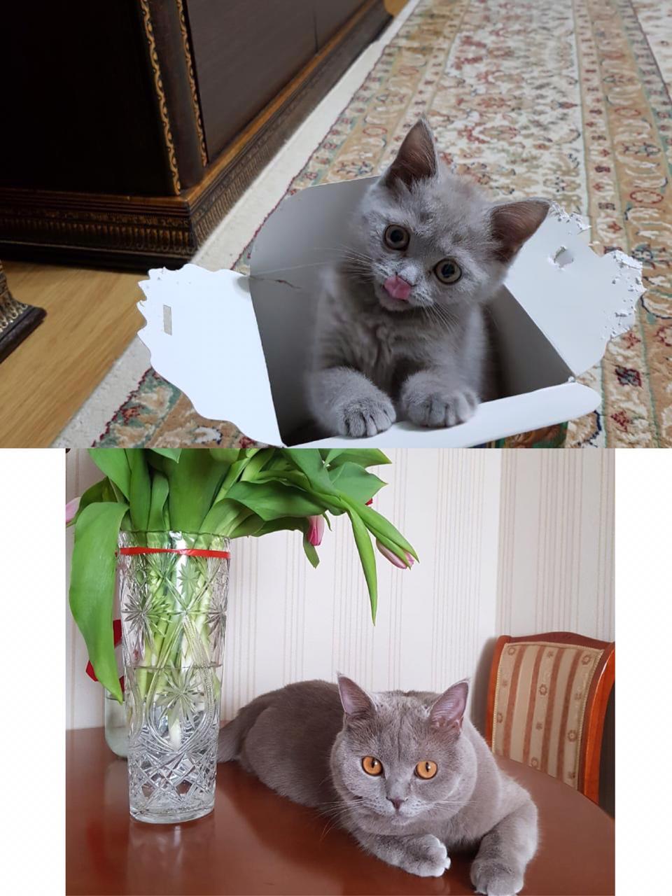 It was and became - Milota, Longpost, cat, It Was-It Was, Box and cat, Kittens