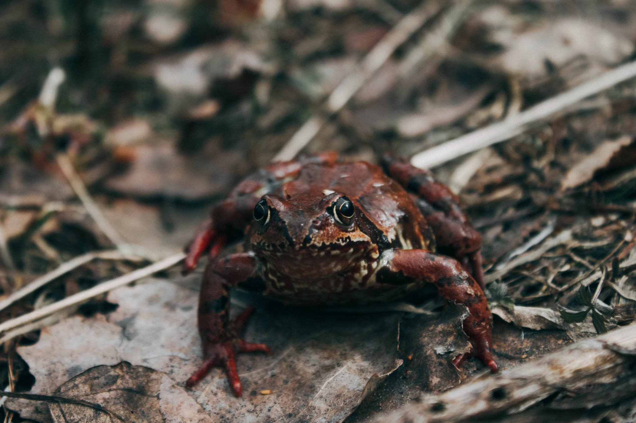 Walks of the Forest Witch - My, Forest, Nature, Frogs, Mushrooms, Rose hip, atmospheric place, Dusk, Canon 500D, Longpost