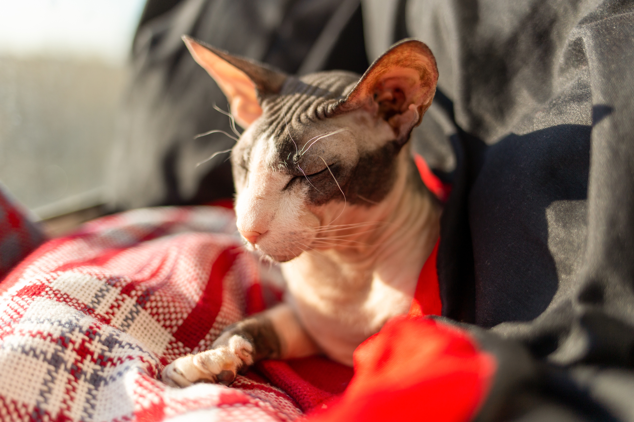 Our kitty's morning sunbathing - My, cat, Sphinx