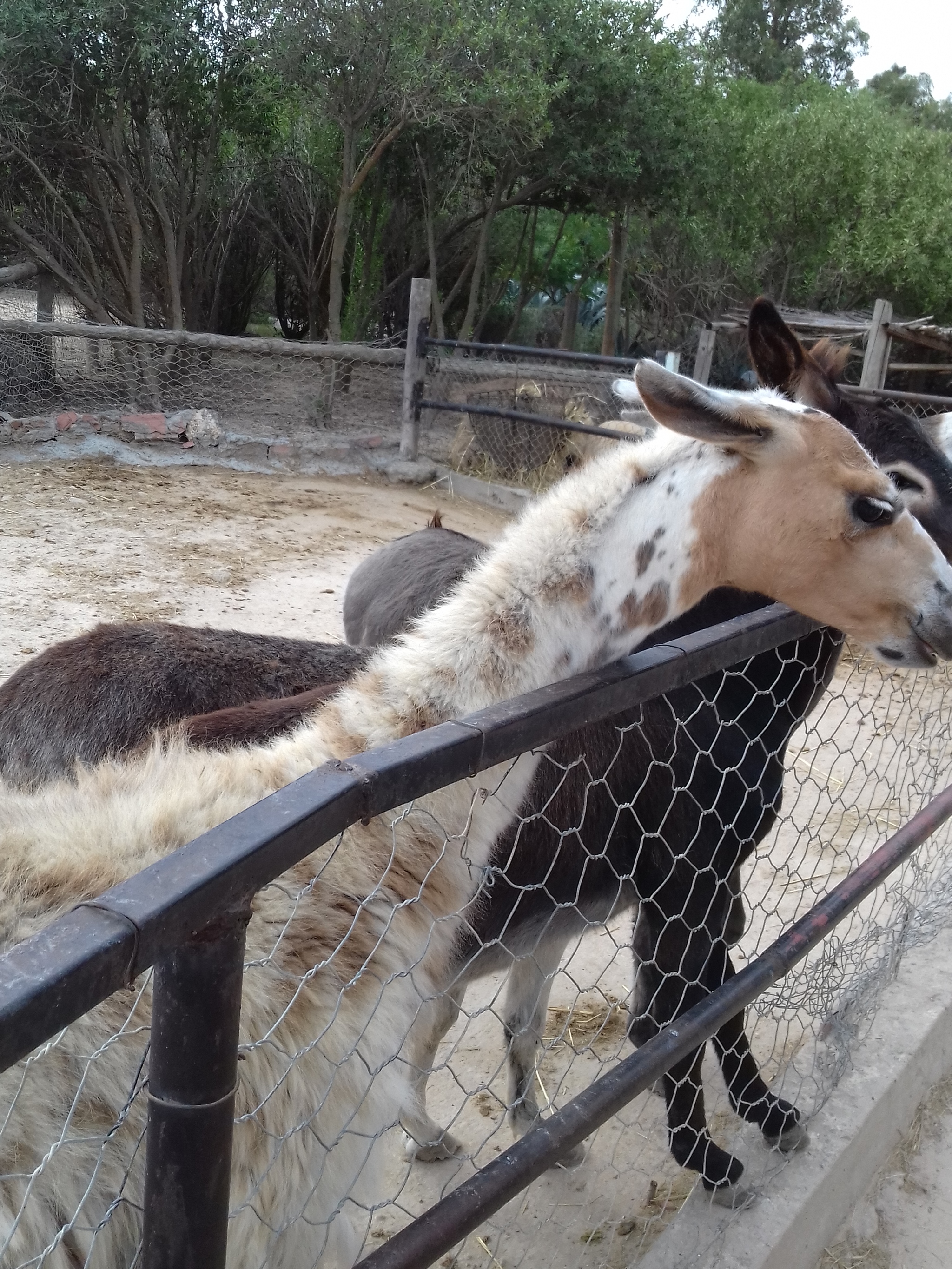 Tunisia.Friguia Animal Park - My, Tunisia, Hammamet, Phrygia, Relaxation, Travels, Animals, Longpost