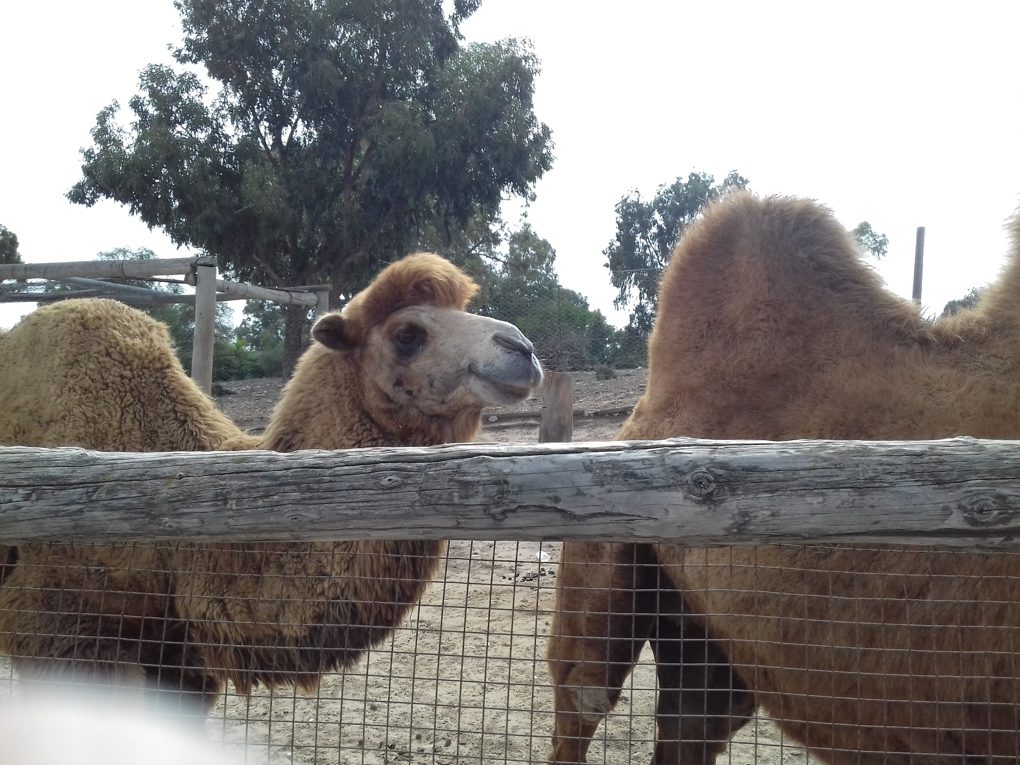 Tunisia.Friguia Animal Park - My, Tunisia, Hammamet, Phrygia, Relaxation, Travels, Animals, Longpost