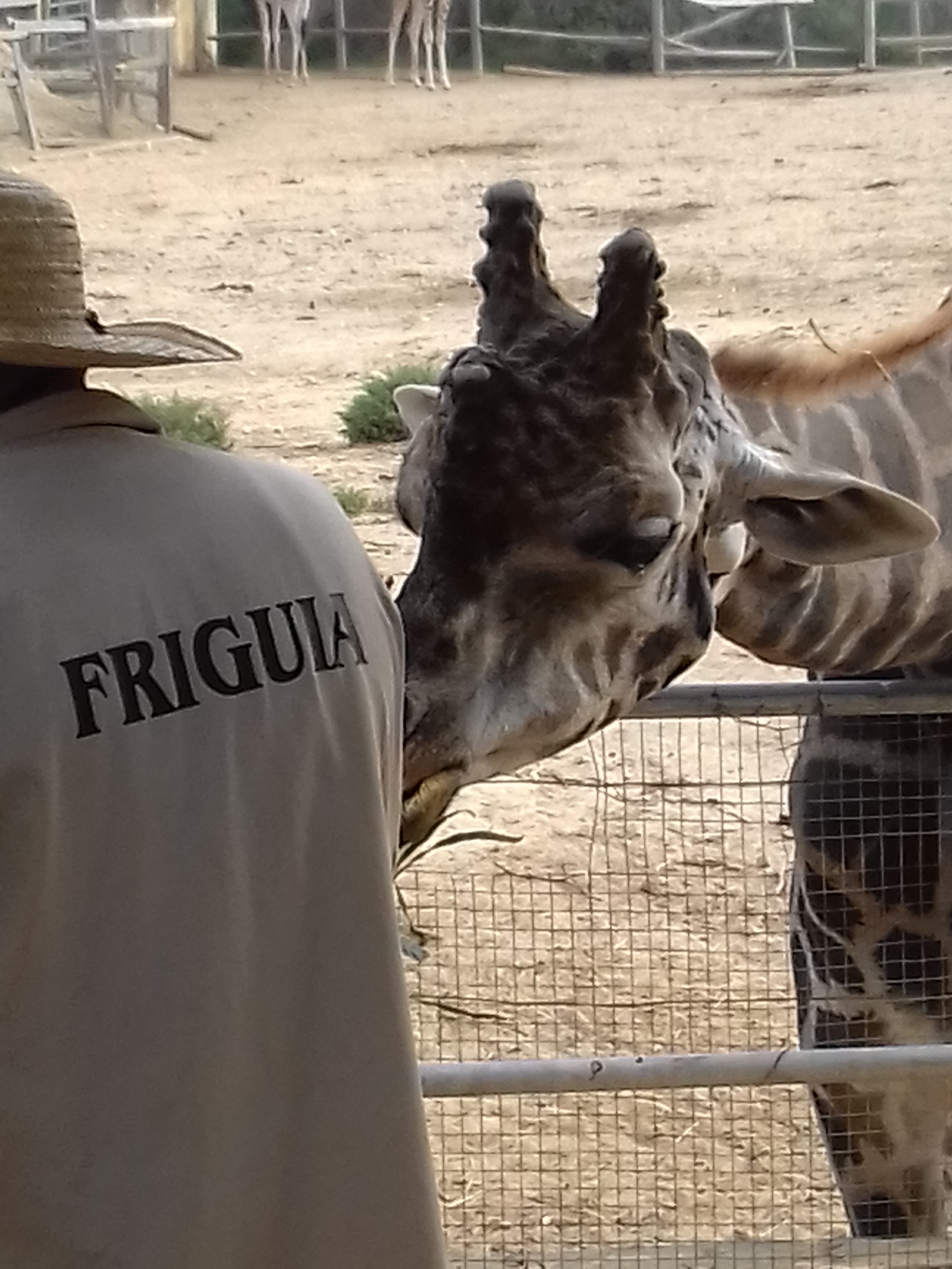 Tunisia.Friguia Animal Park - My, Tunisia, Hammamet, Phrygia, Relaxation, Travels, Animals, Longpost