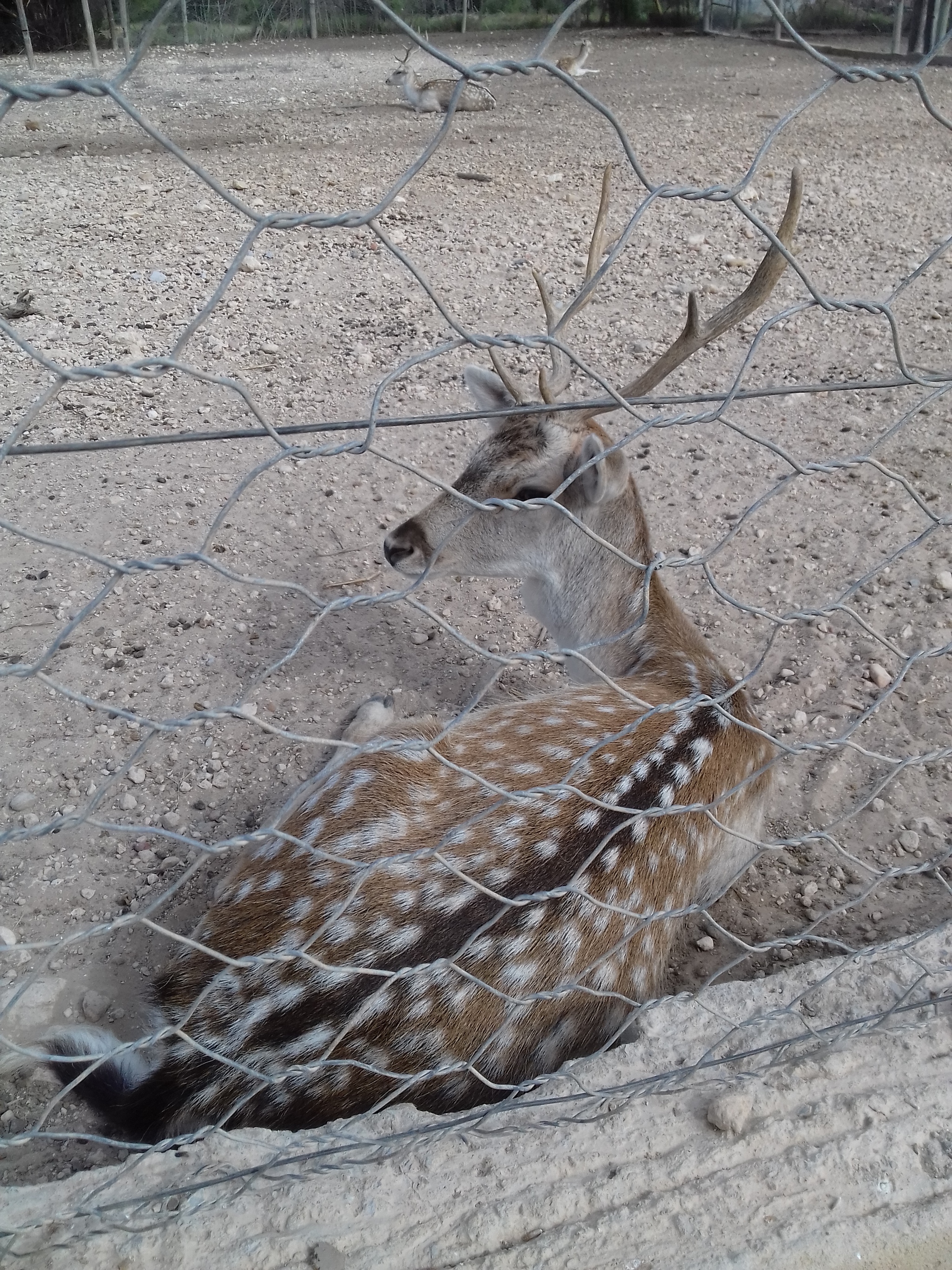 Tunisia.Friguia Animal Park - My, Tunisia, Hammamet, Phrygia, Relaxation, Travels, Animals, Longpost