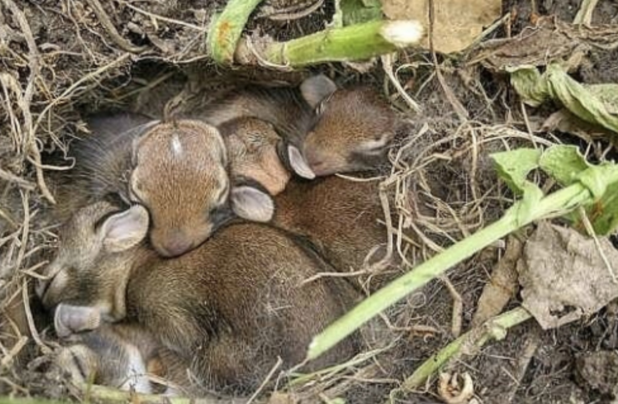 Don't burn dry grass in the fields! - Important, wildlife, Animals, Rabbit, Danger, Longpost