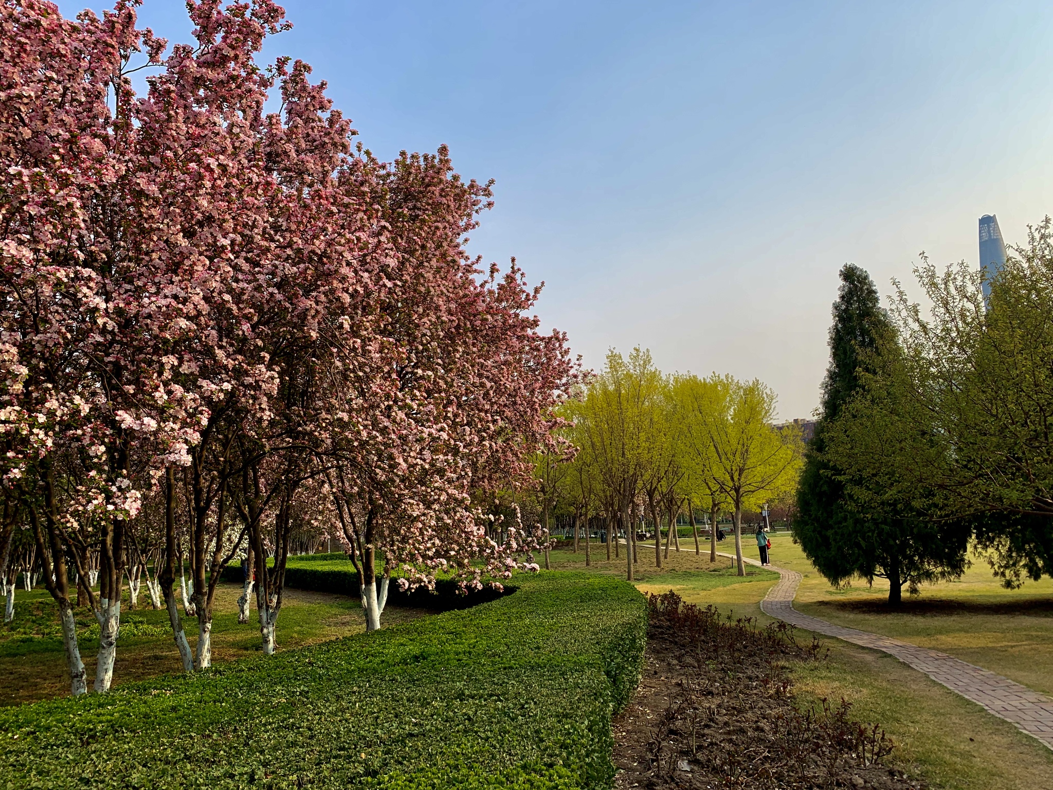 So that spring does not pass unnoticed - My, China, beauty, Nature, Spring, Flowers, The photo, Mobile photography, Longpost