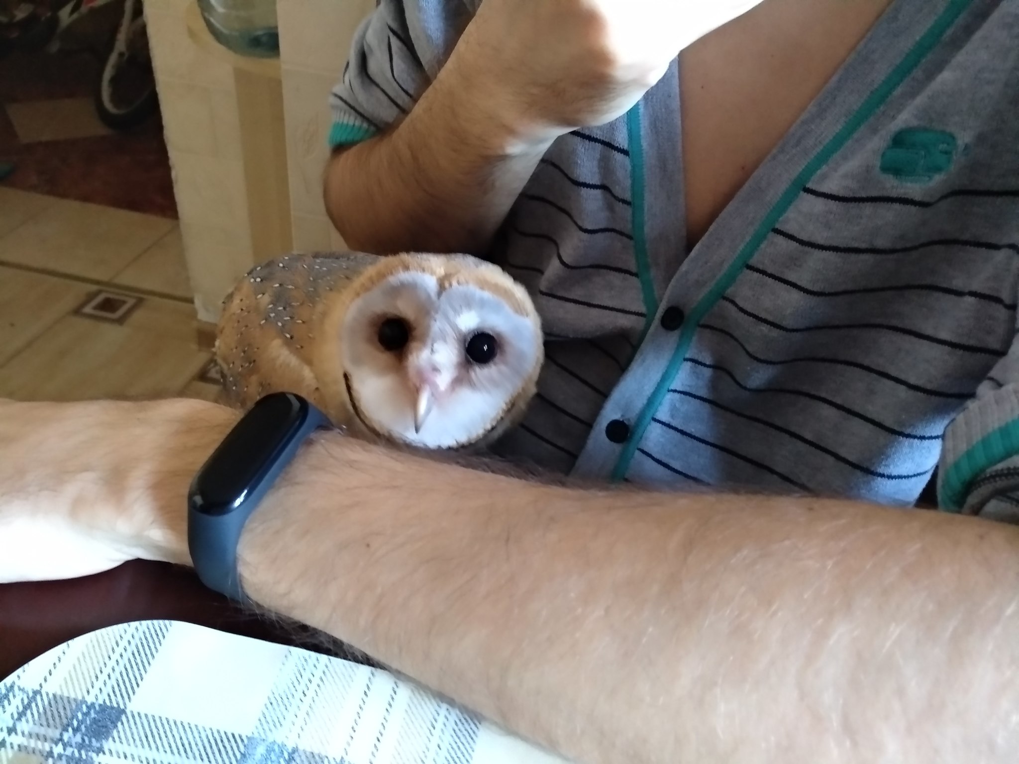 Why owls are not stupid at all - My, Owl, Barn owl, Predator birds, Falconry, Education, Sokolniki, Longpost