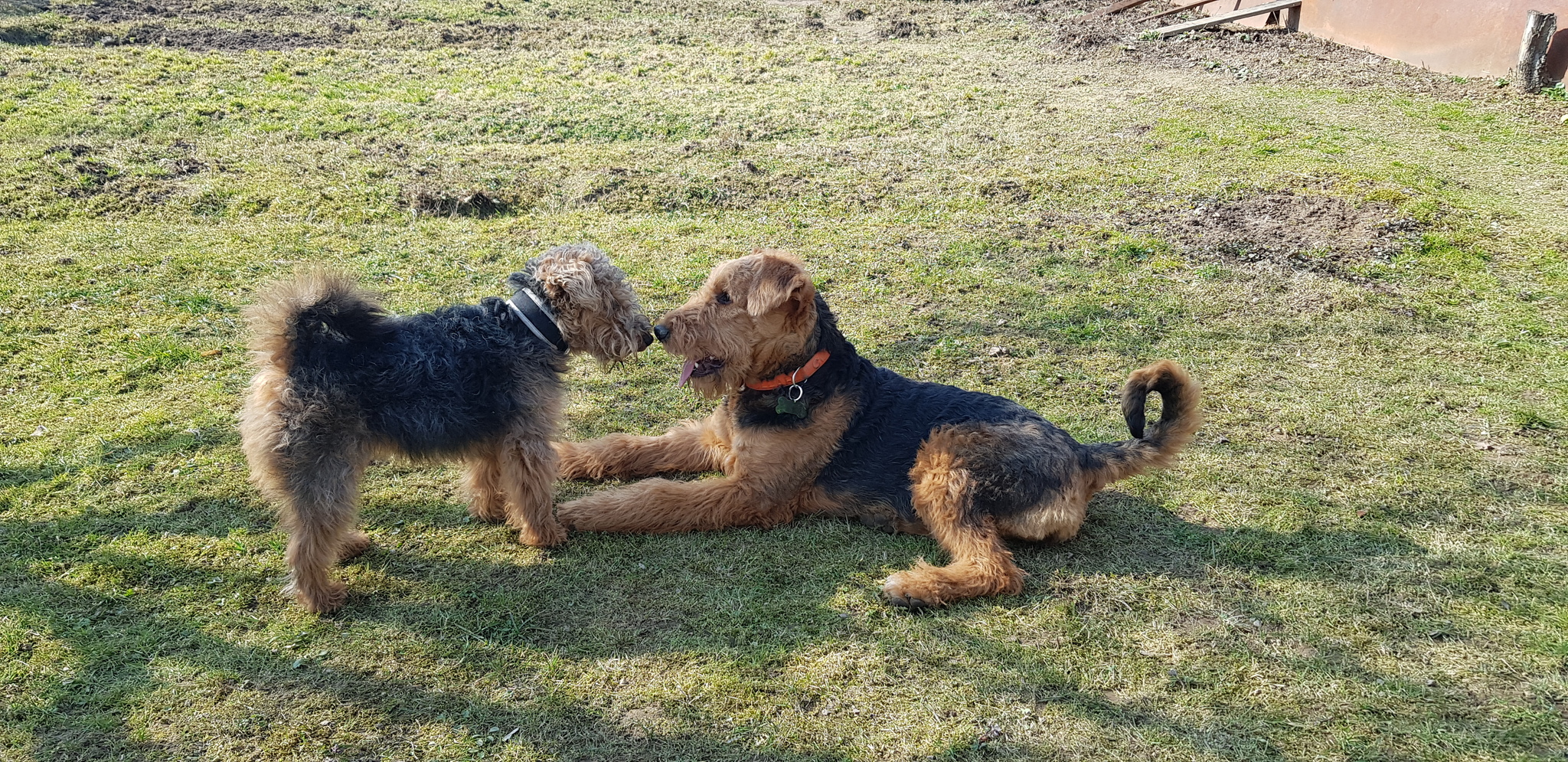 It was and became - My, It Was-It Was, Dog, Friend of human, Welsh Terrier, Longpost