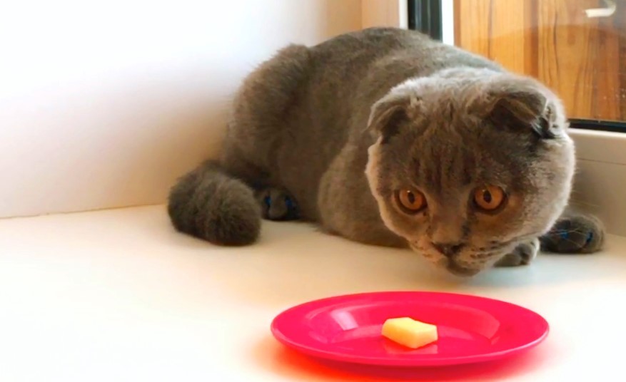 Edible and inedible. Cat tries unfamiliar food - My, cat, Kittens, Cat's food, Author's story, Humor, Video, Longpost