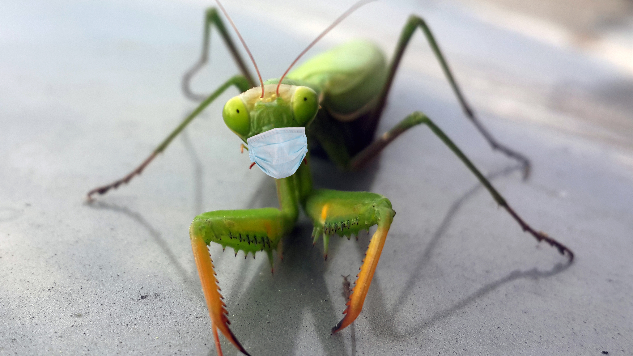 Don't get sick there... - My, Mantis, Sochi, Macro photography