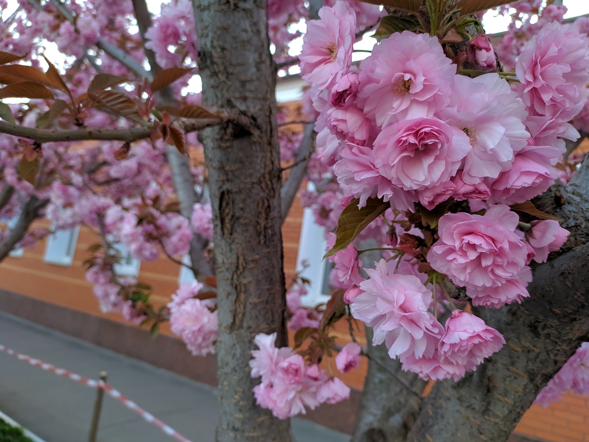 Sakura in Poltava - My, Spring, Poltava, Sakura, Quarantine, Longpost