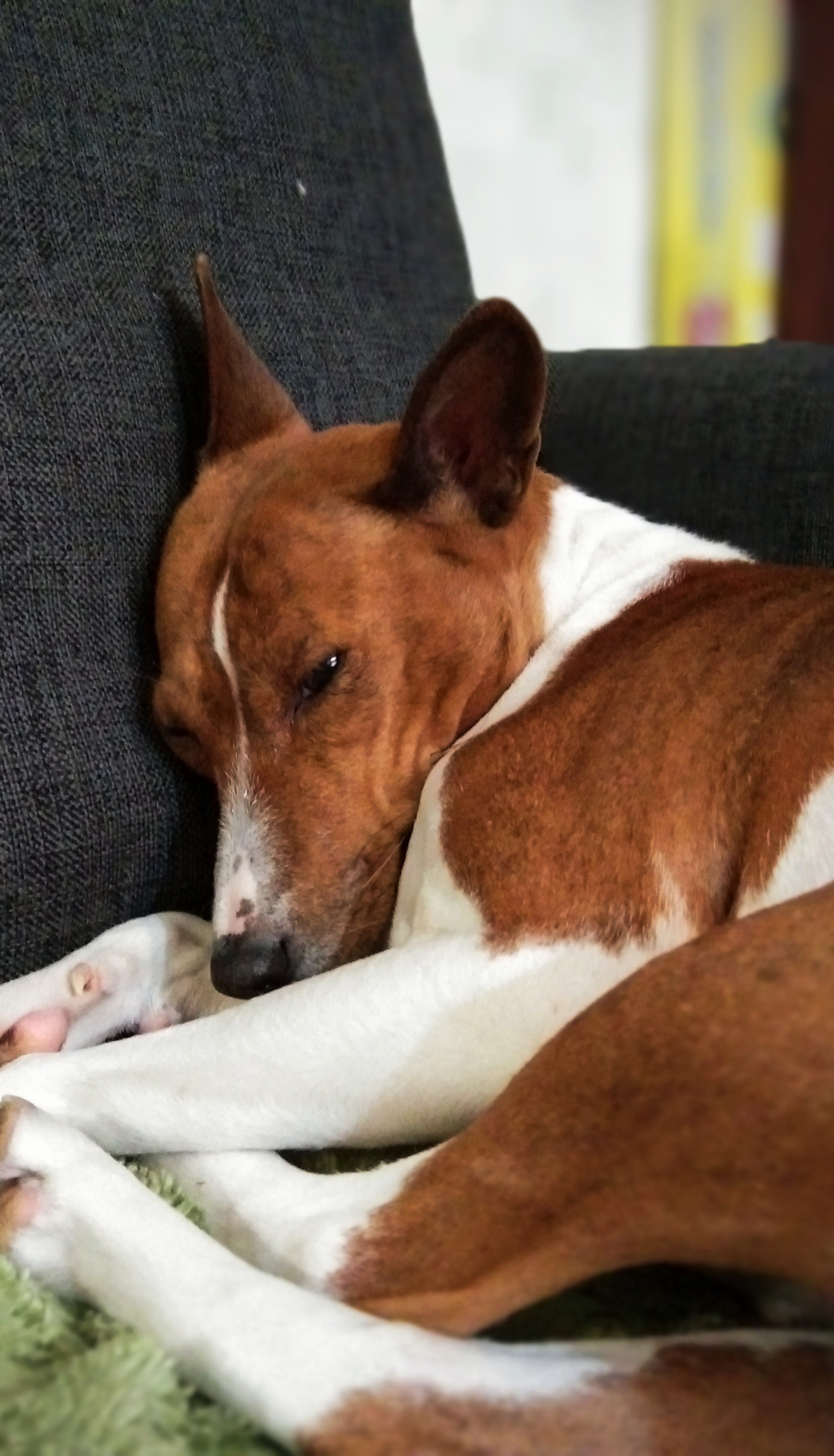 Dog devotion - My, Animals, Basenji, Self-isolation, Longpost, Dog