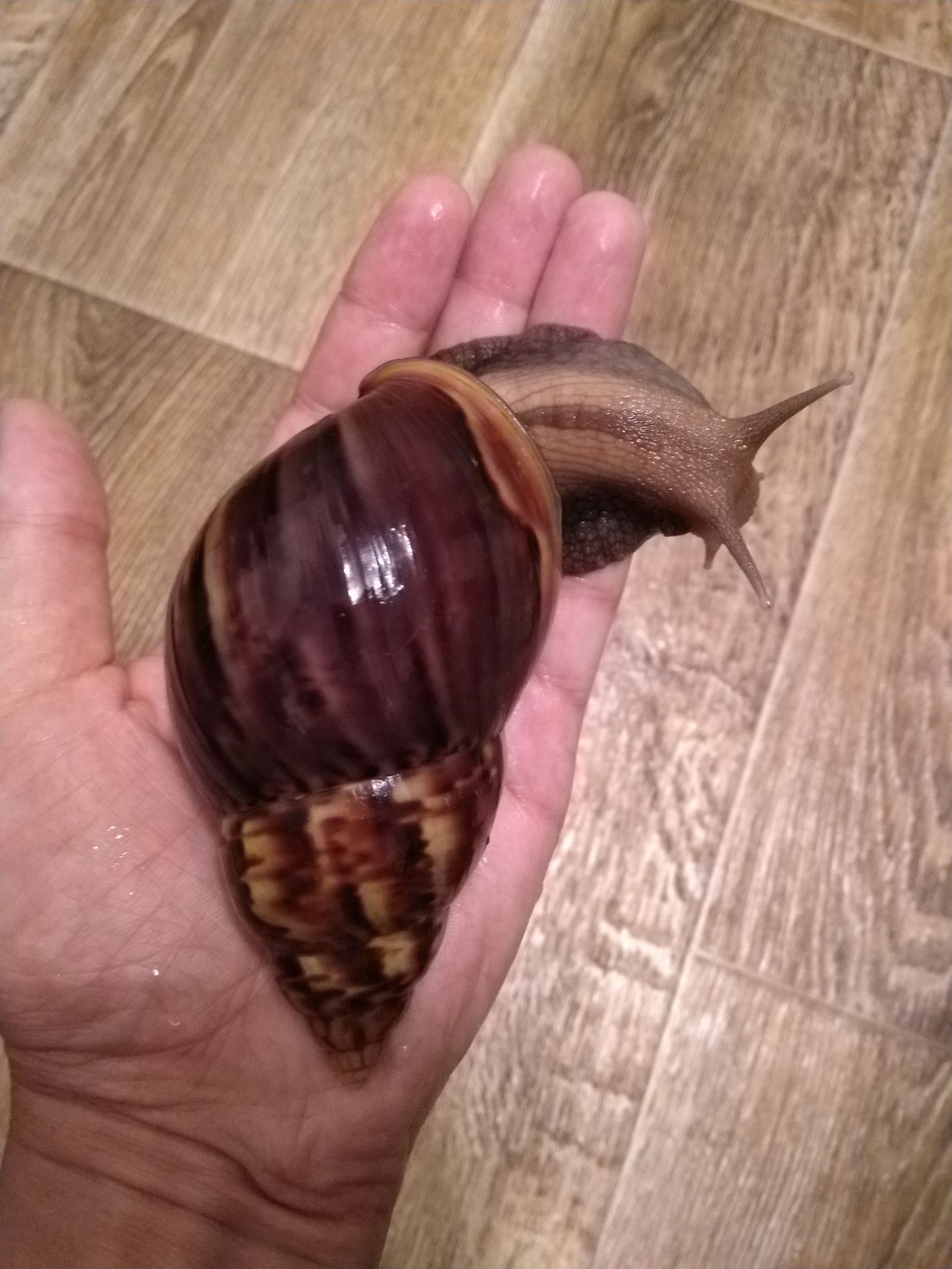 It was - it became - My, Achatina, It Was-It Was, Longpost, Snail