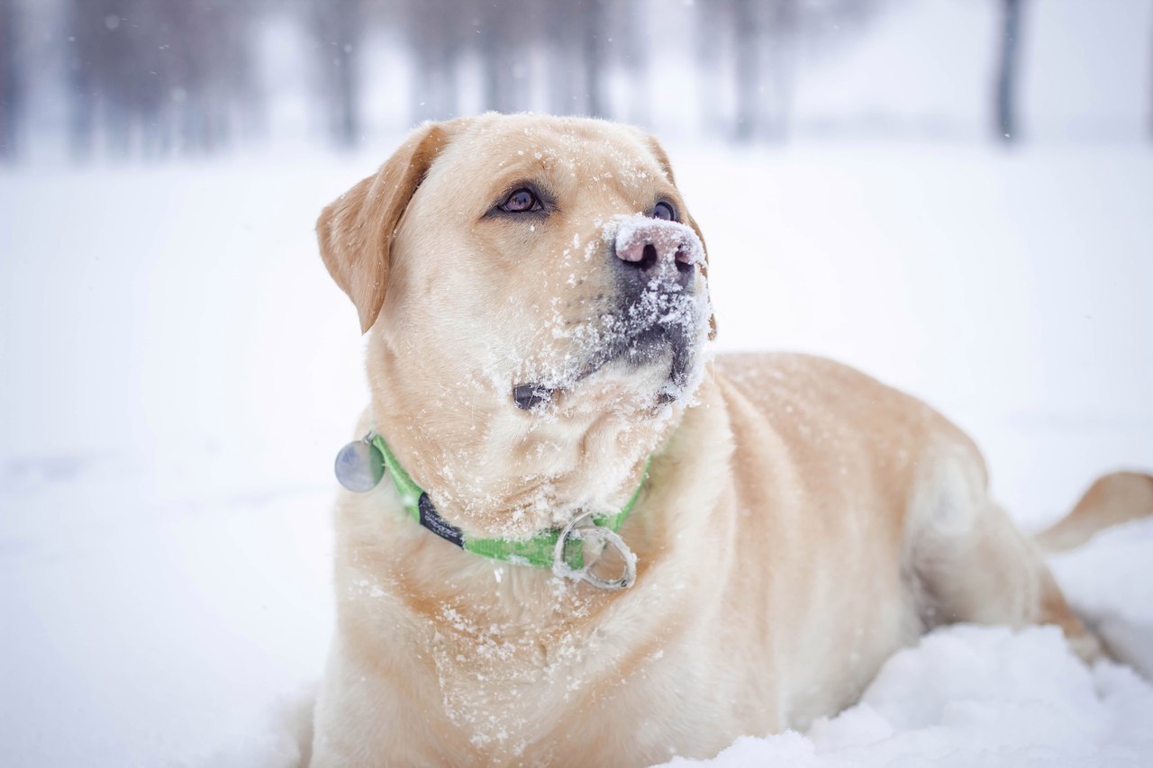 It was-It was. My Elvis) - My, It Was-It Was, Labrador, Dog, Longpost