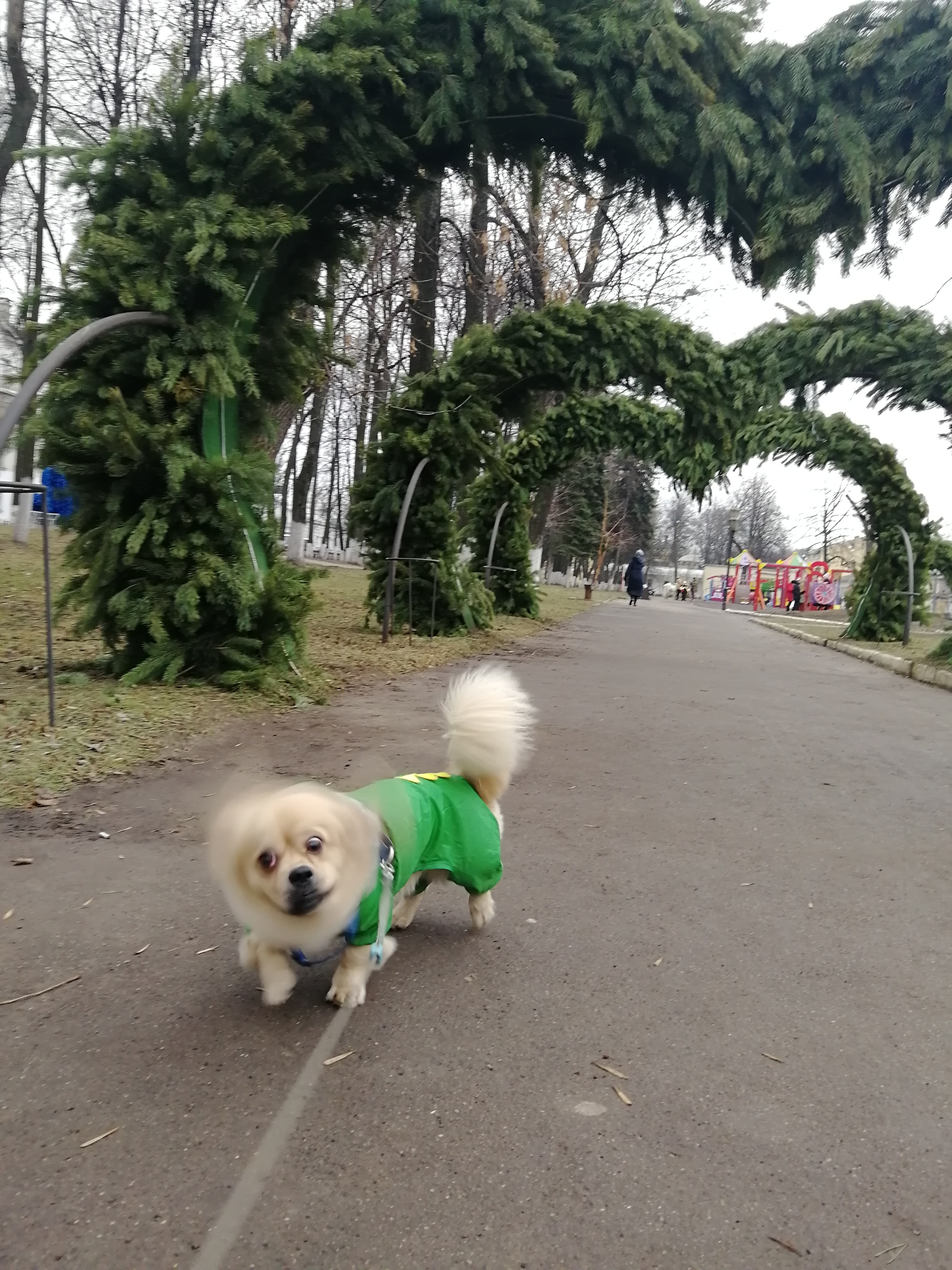 Маленькое счастье - Моё, Было-Стало, Собака, Домашние животные, Длиннопост