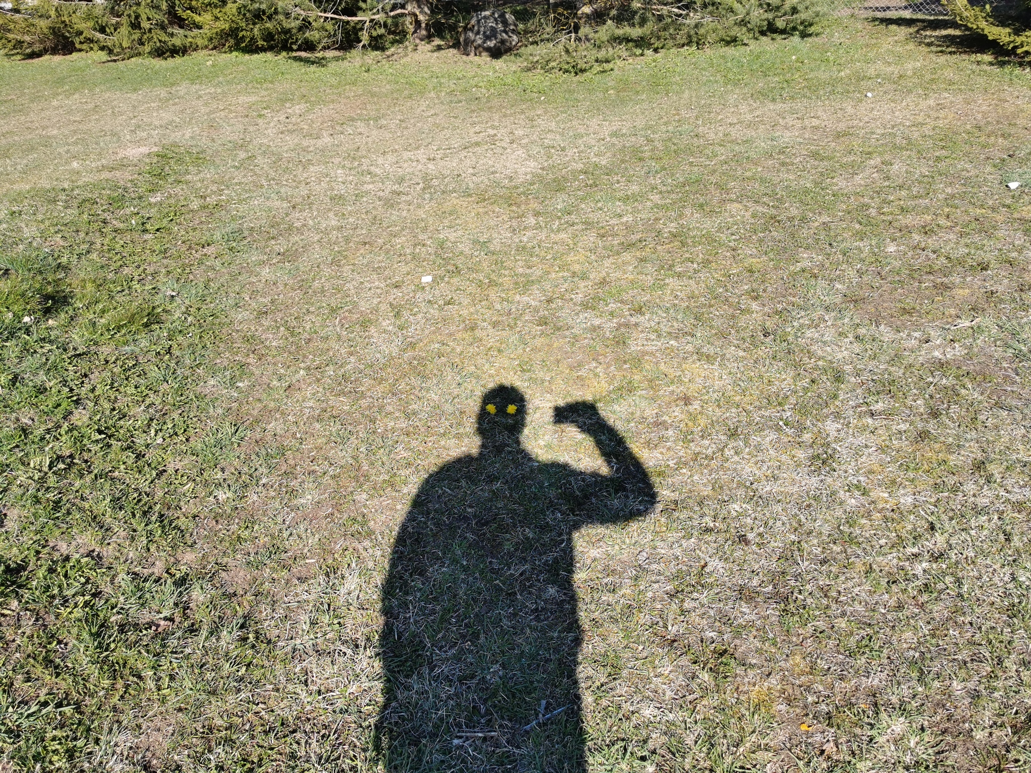 Greetings from Estonia - My, Shadow, Dandelion