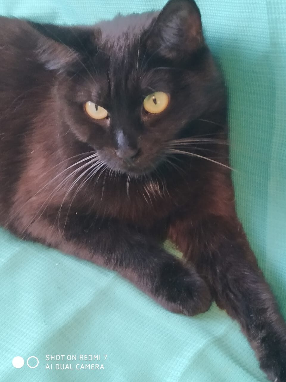 The owner takes it out on his own cat because of life's troubles! - cat, Moscow, Black cat, Animal Rescue, Longpost, No rating