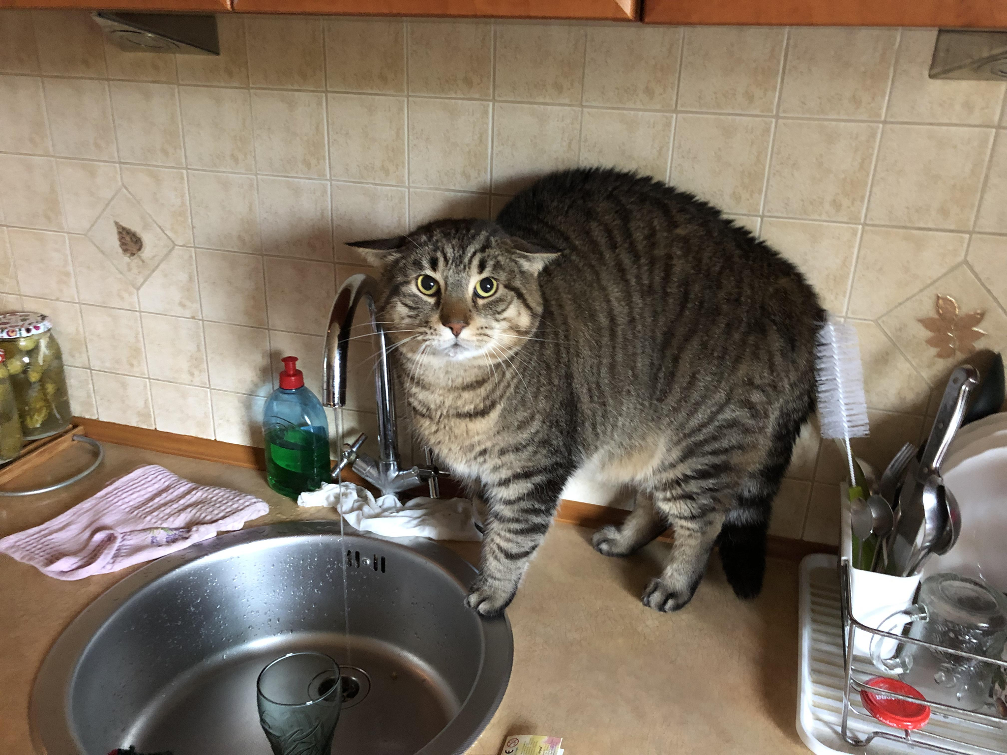 Caught red-handed... - Fear, cat, Milota, The photo, Kitchen, Pets, Pet