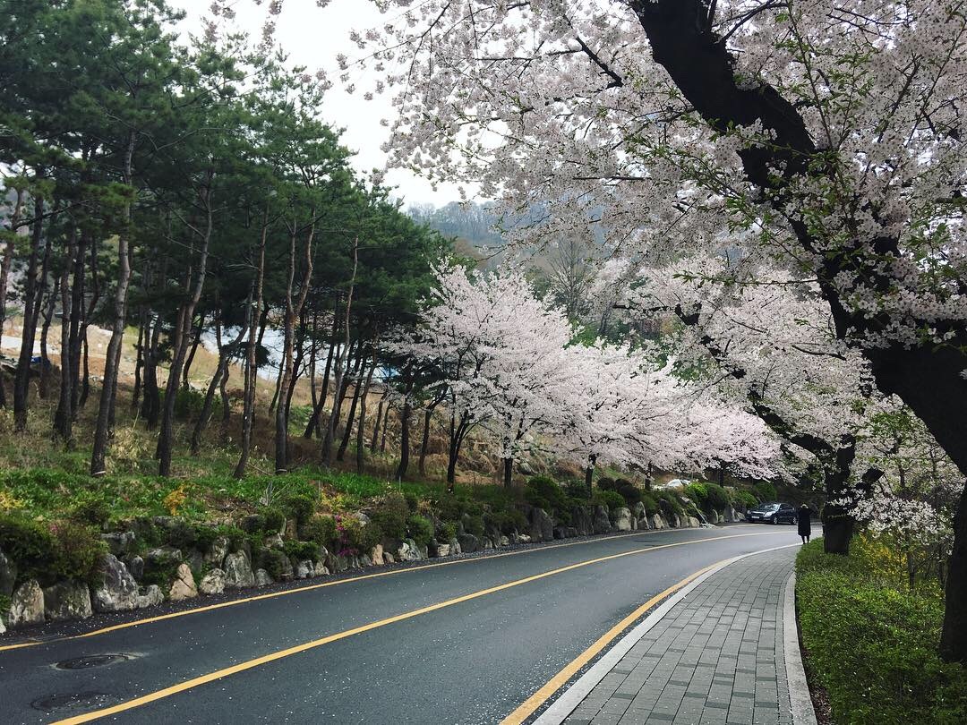 Spring in Seoul - My, The photo, Travels, South Korea, Seoul, Spring, Bloom